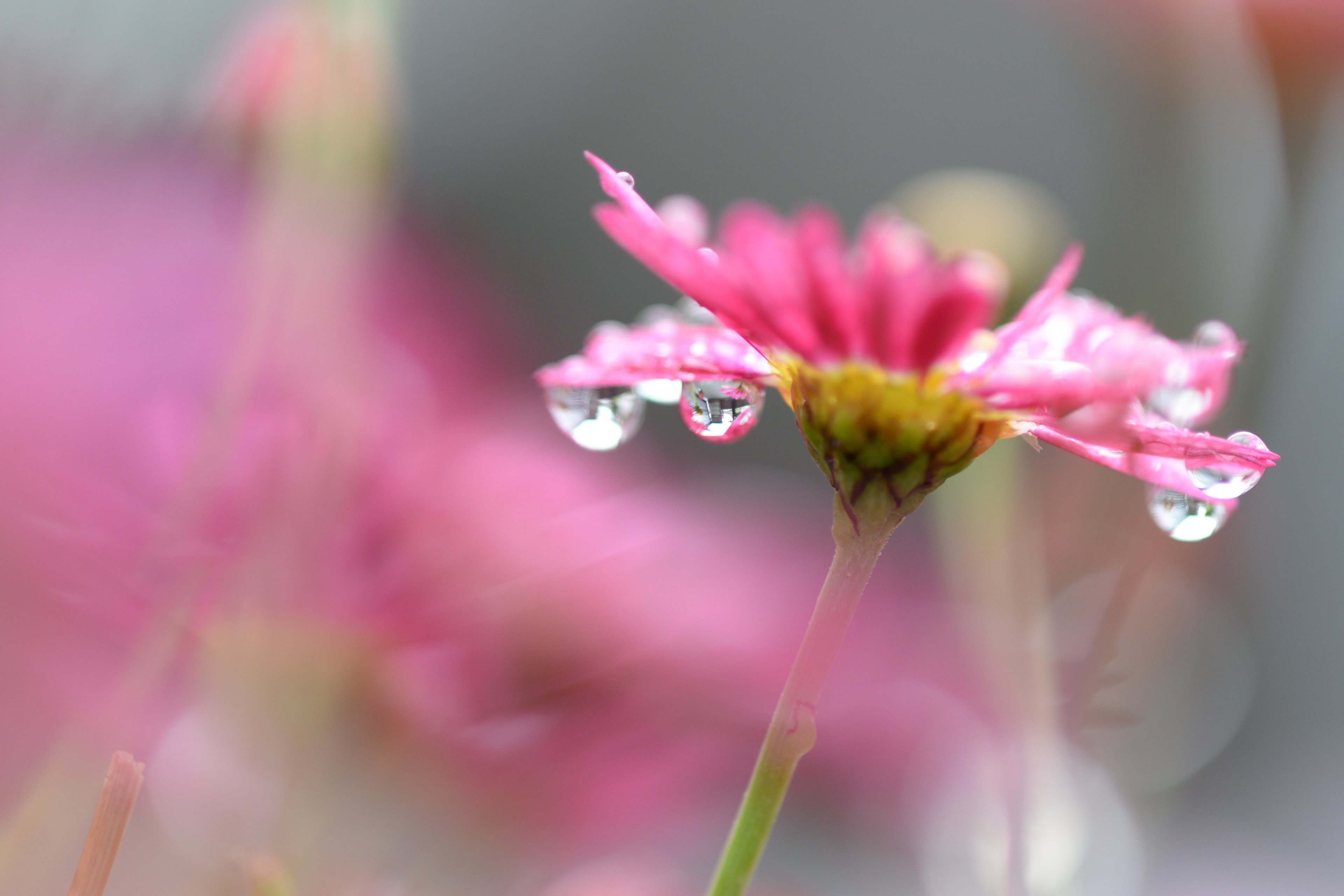 droplets of dew hanging from the petals of a pink flower, droplets on a pink flower 4k, HD Wallpaper