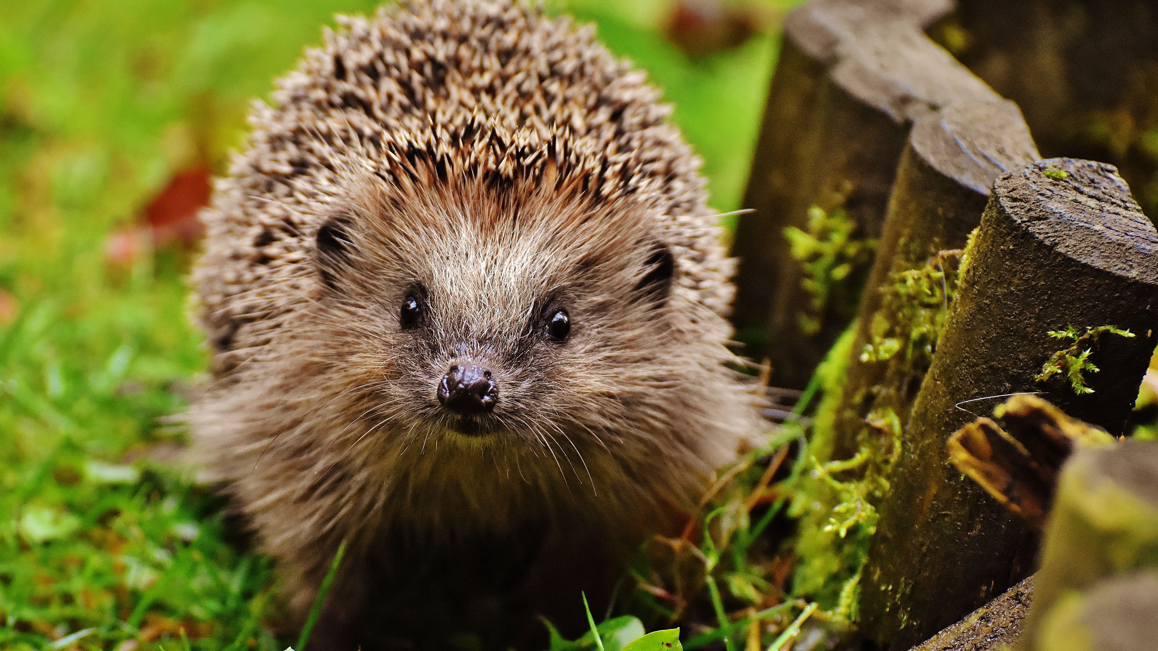 hedgehog, grass, thorn, glance, 4k, HD Wallpaper