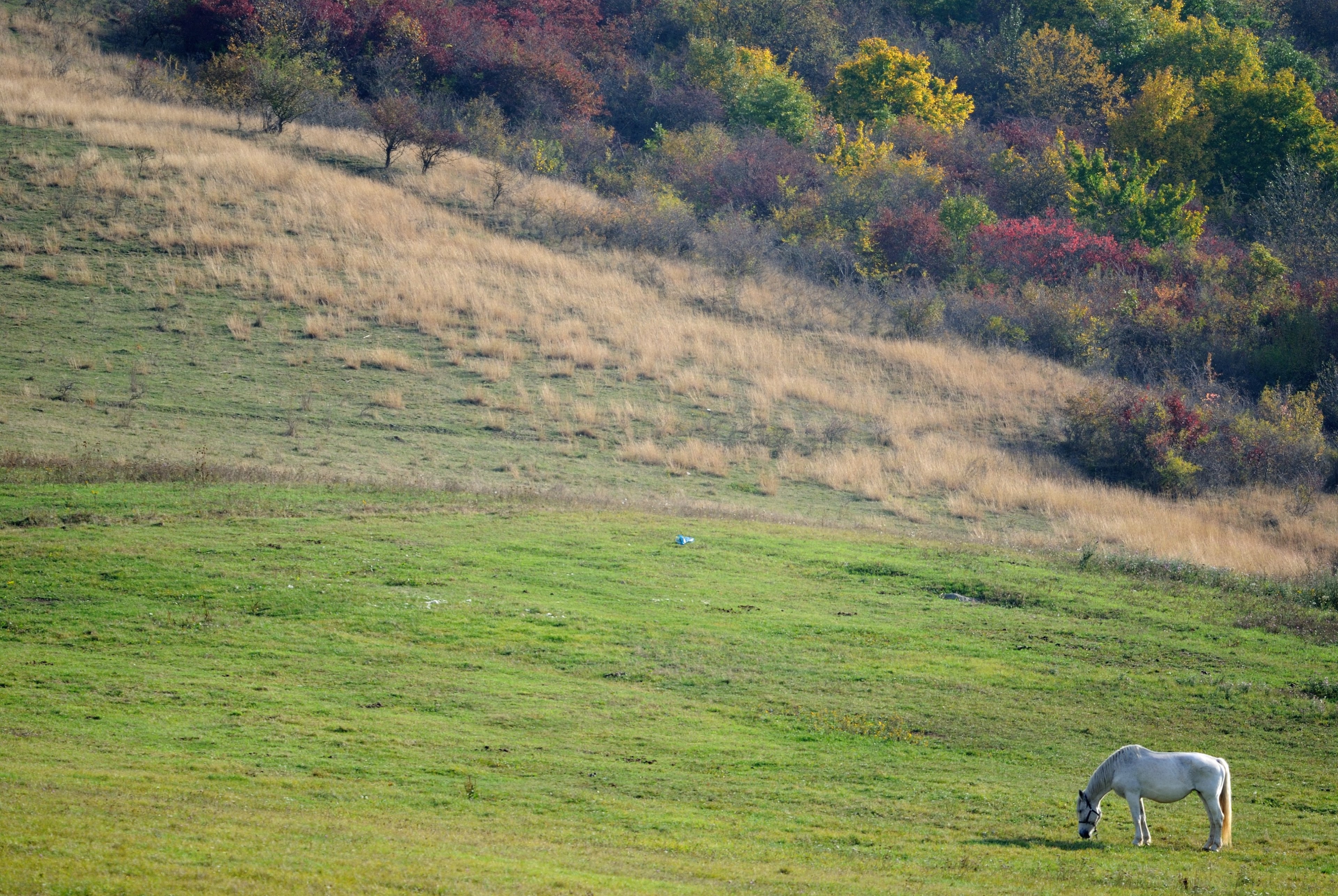 a lone gray pony grazing on a green slope, lone gray pony in the meadow 4k, HD Wallpaper