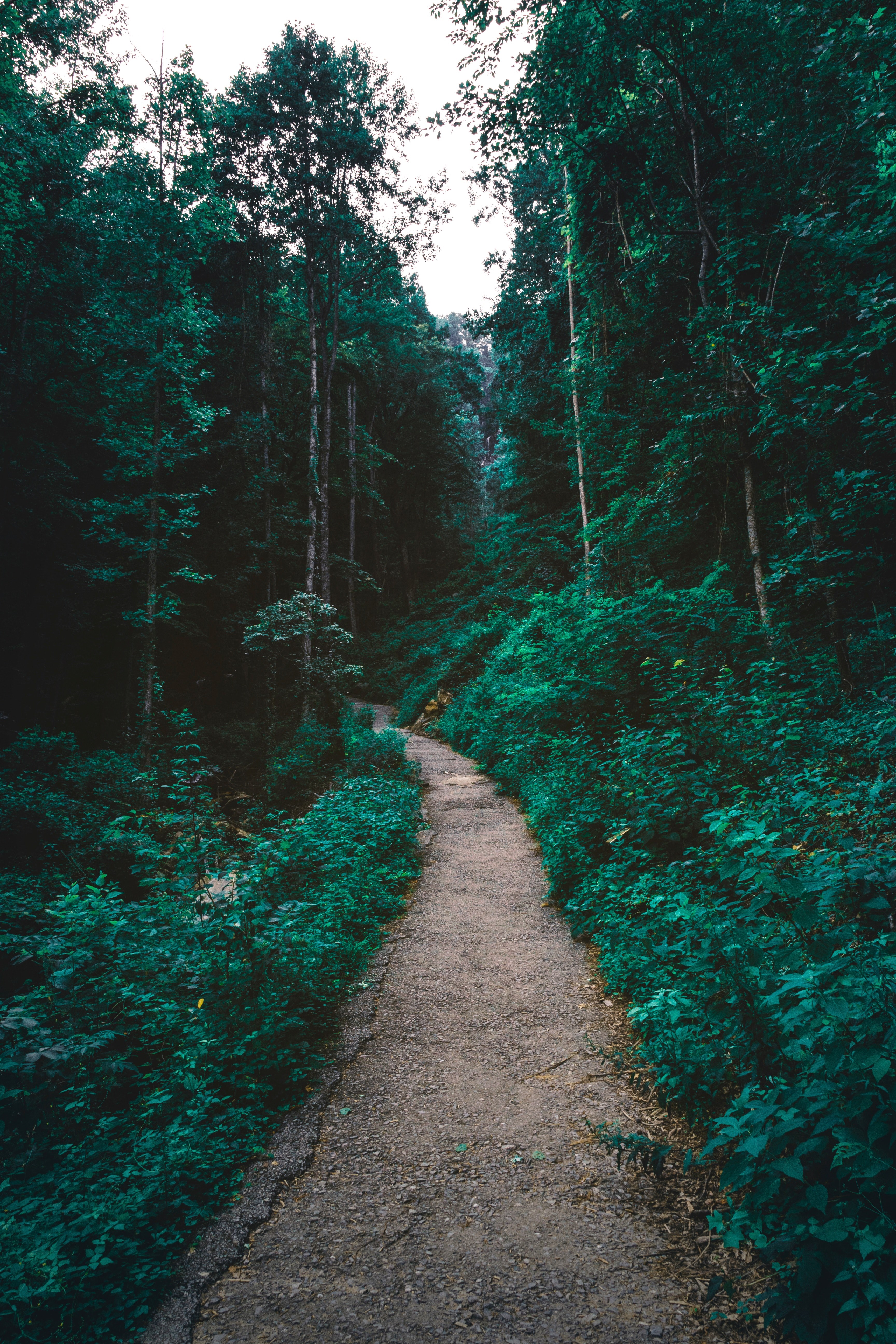 a dirt path through a verdant forest in amicalola falls state park, riding on the rolling tide 4k, Phone HD Wallpaper