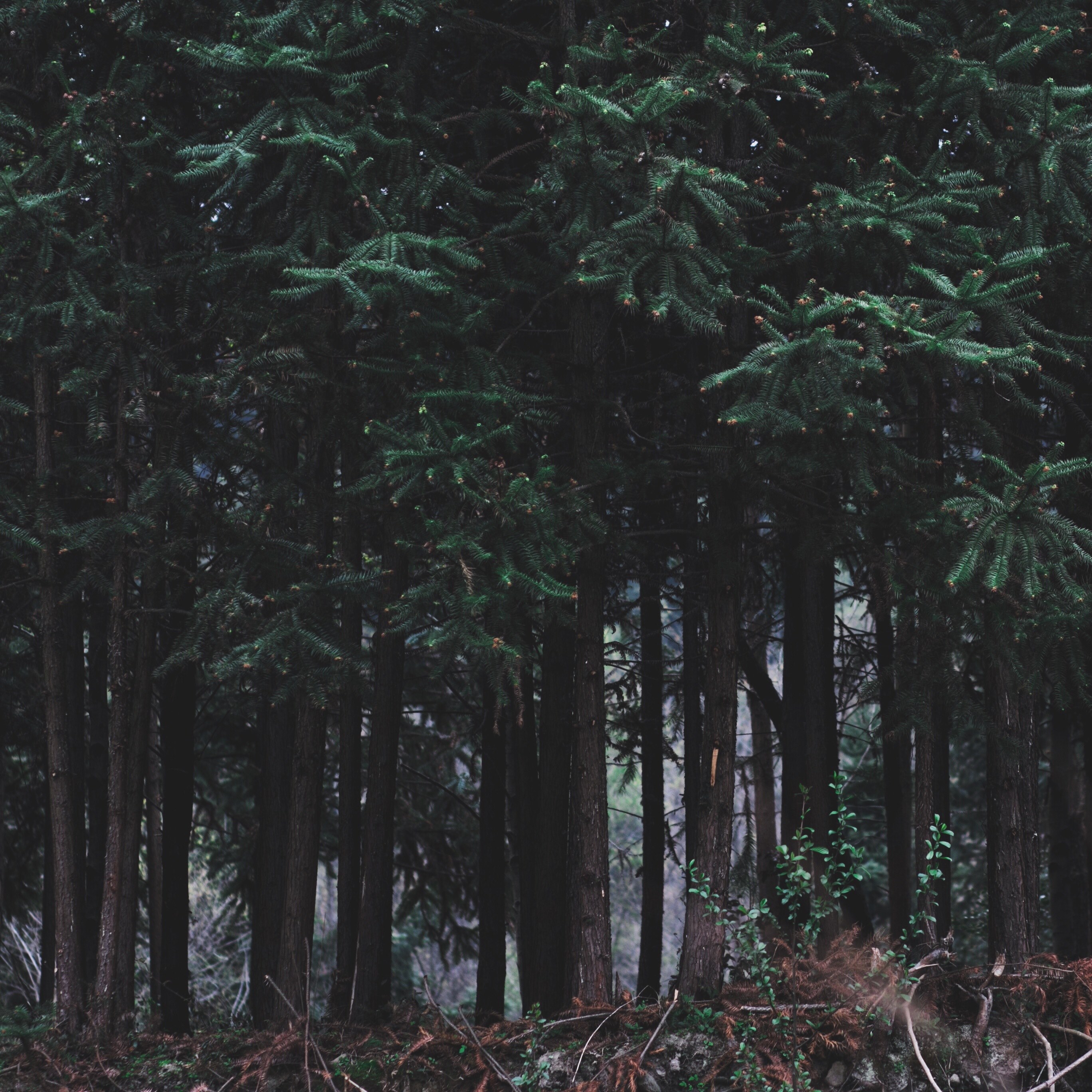 tree forest wood and branch 4k, HD Wallpaper