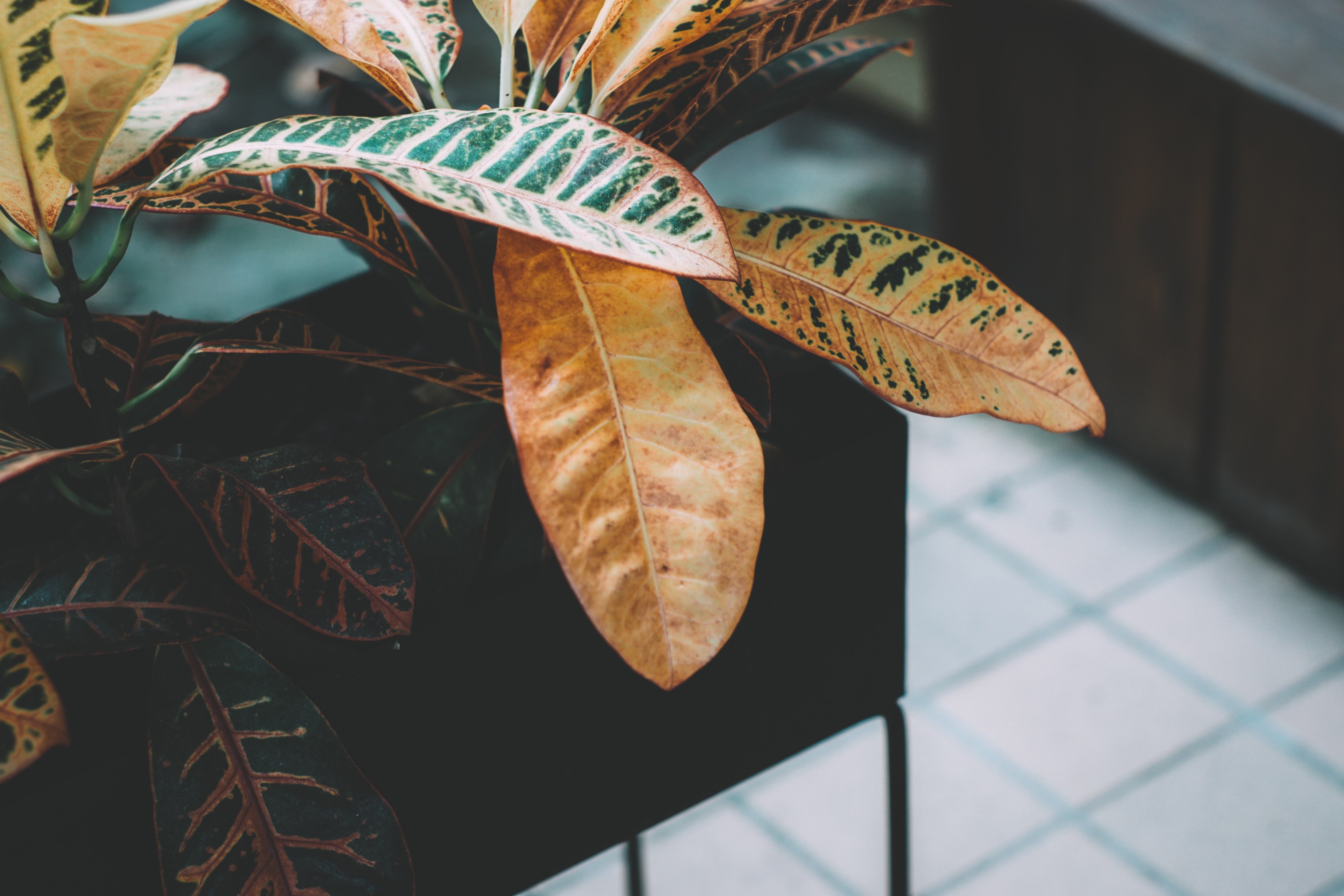 cozy leaves autumn and brown leaves 4k, HD Wallpaper