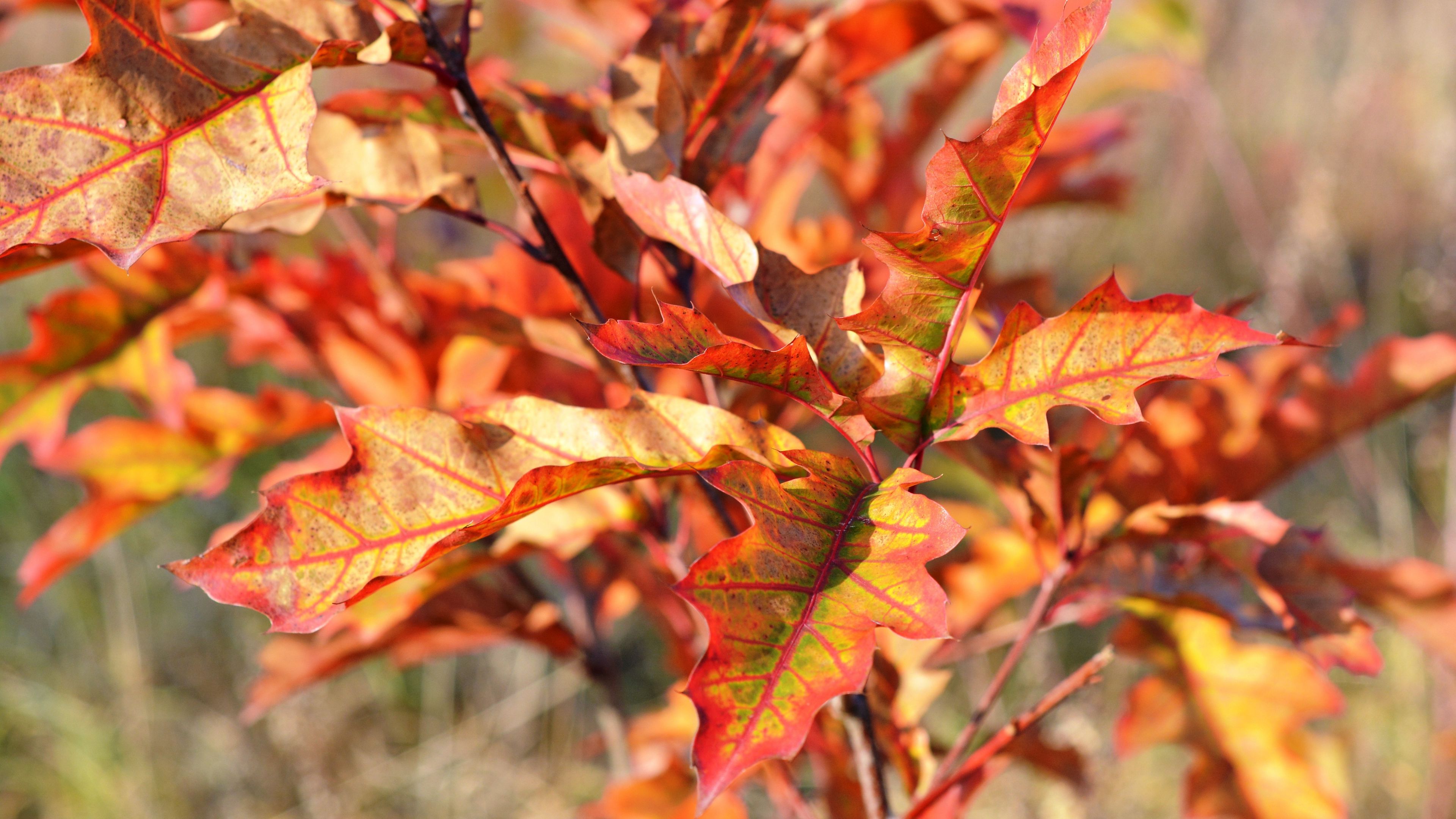 autumn, foliage, branches, 4k, HD Wallpaper