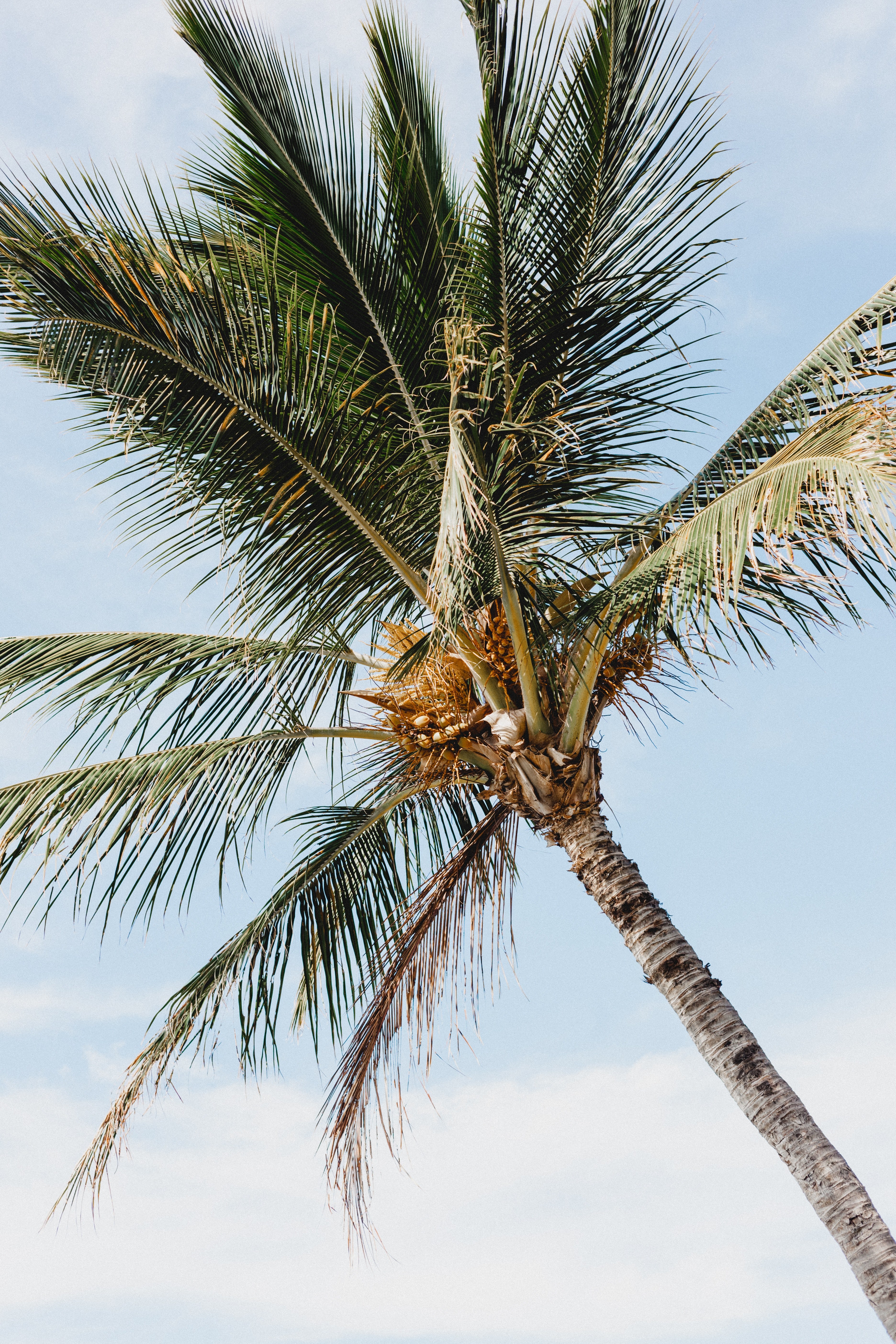 paradise 4k, Phone HD Wallpaper
