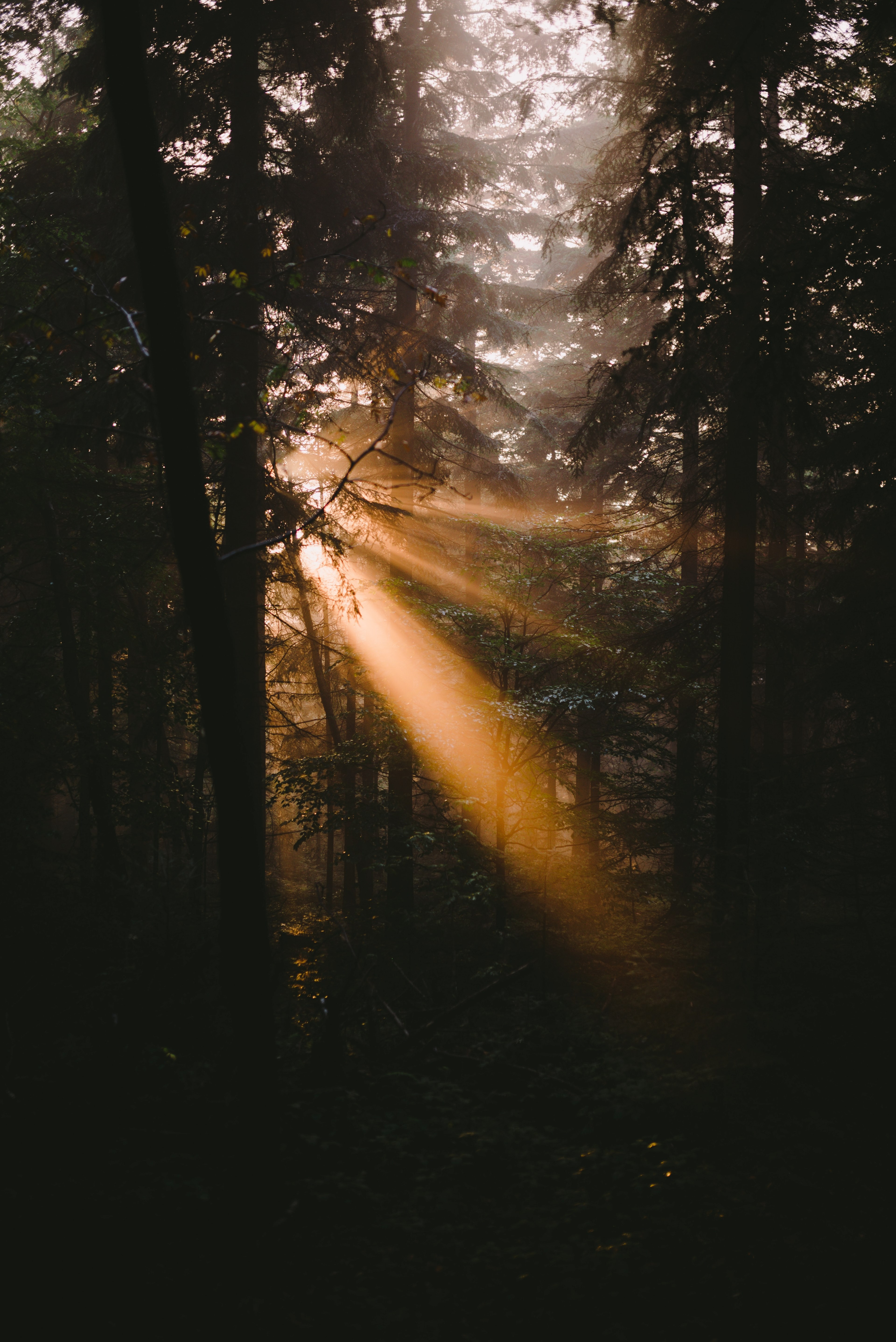 beams of sunlight bursting through the trees of a dense forest, sunlight through the trees 4k, Phone HD Wallpaper