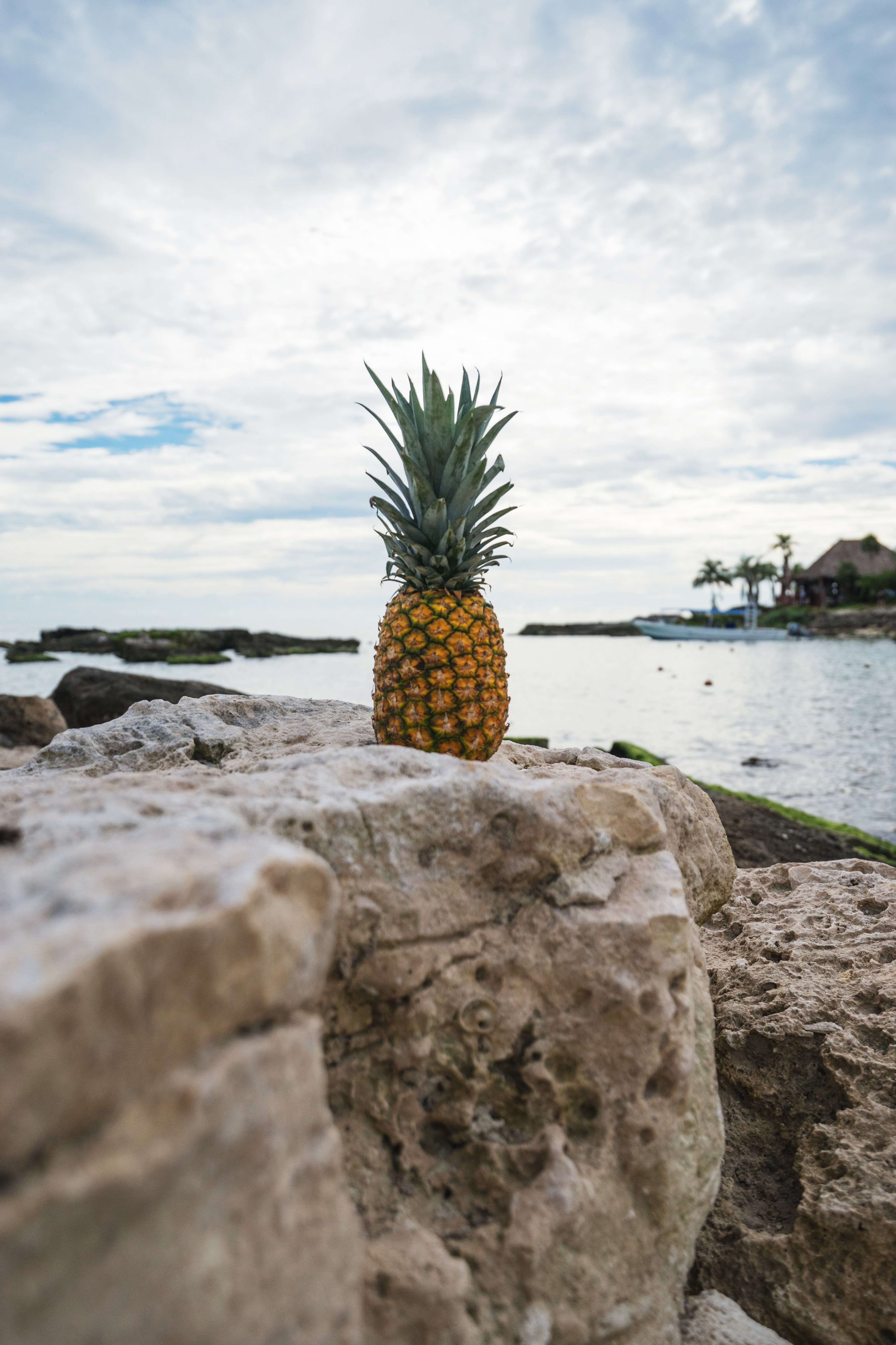 a pineapple sitting on a rock with a view of palm trees and the ocean behind it at grand sirenis riviera maya resort, riviera maya resort pineapple 4k, Phone HD Wallpaper