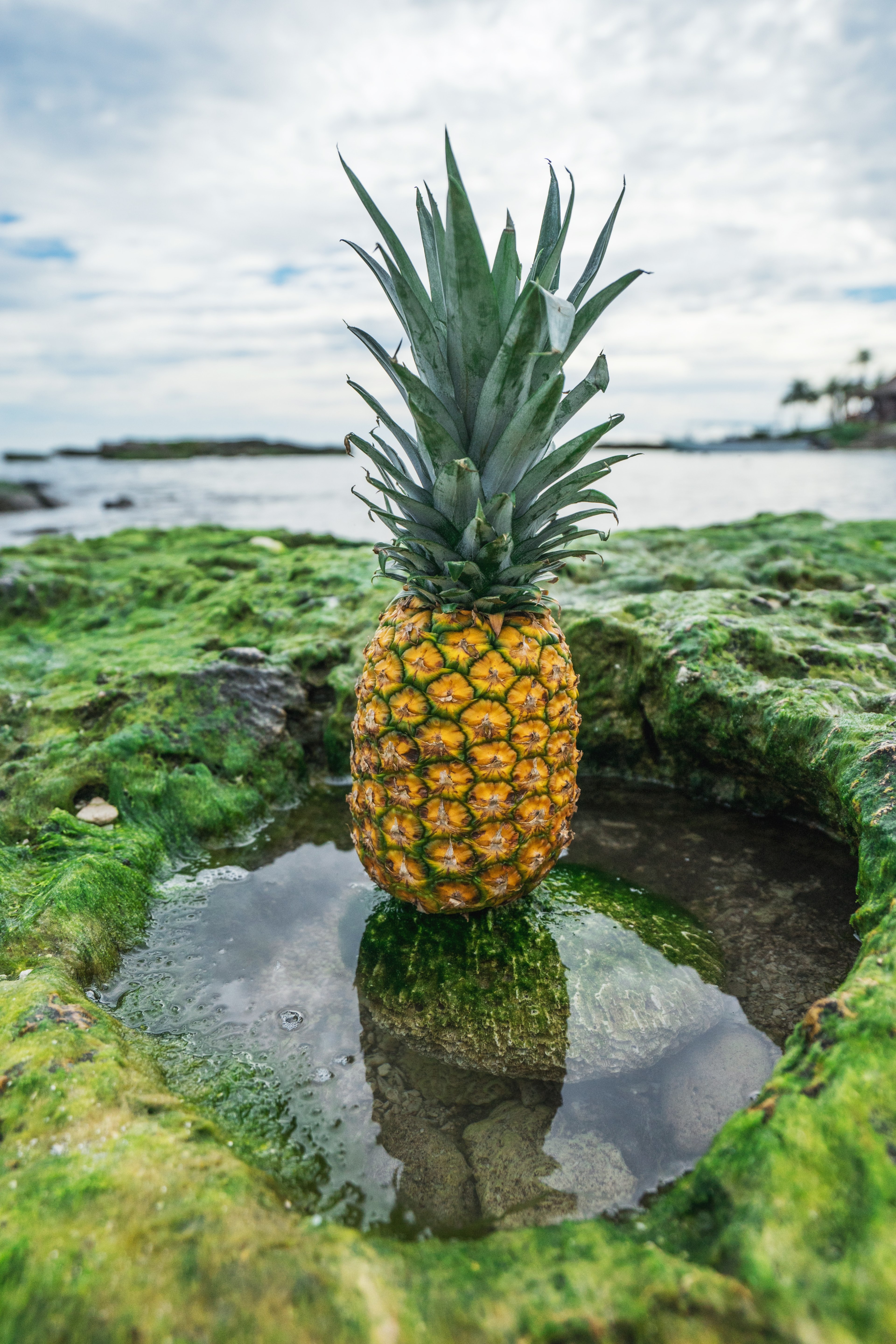 pineapple surrounded by mossy rocks along the coast, _pineapple and mossy rocks 4k, Phone HD Wallpaper