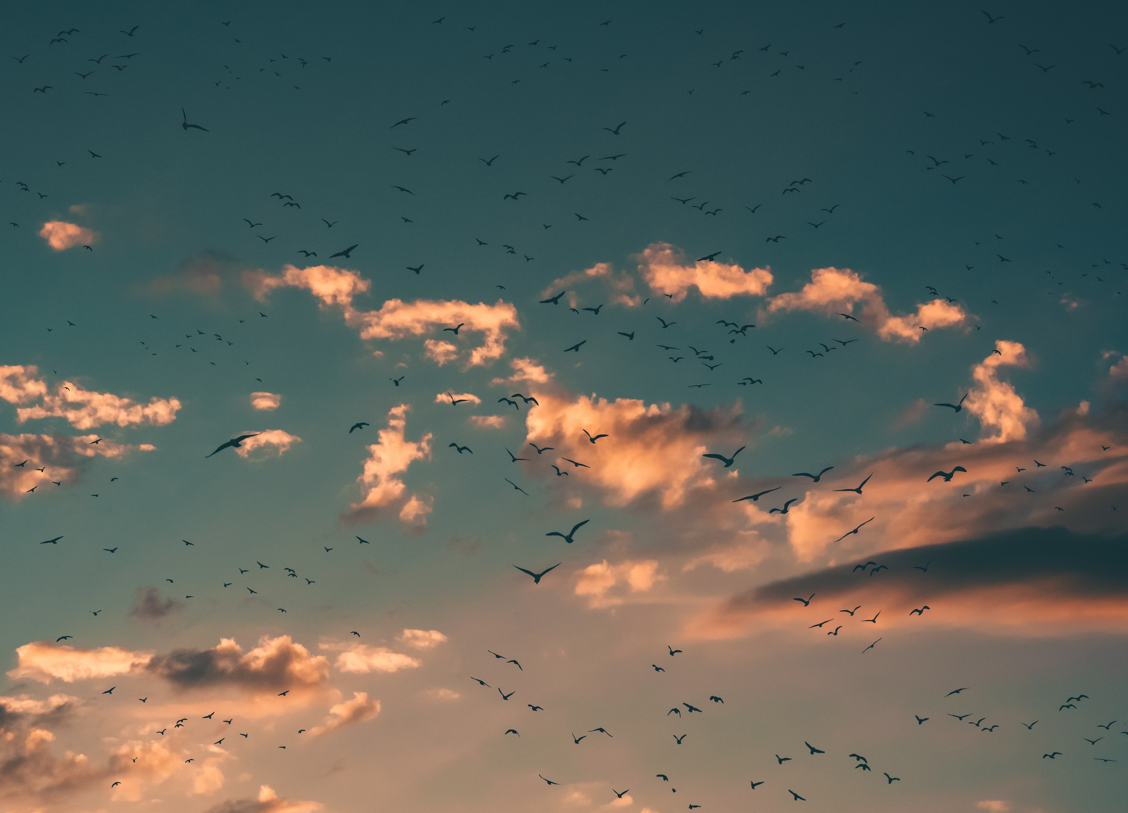 we are going to fly higher than high 4k, HD Wallpaper