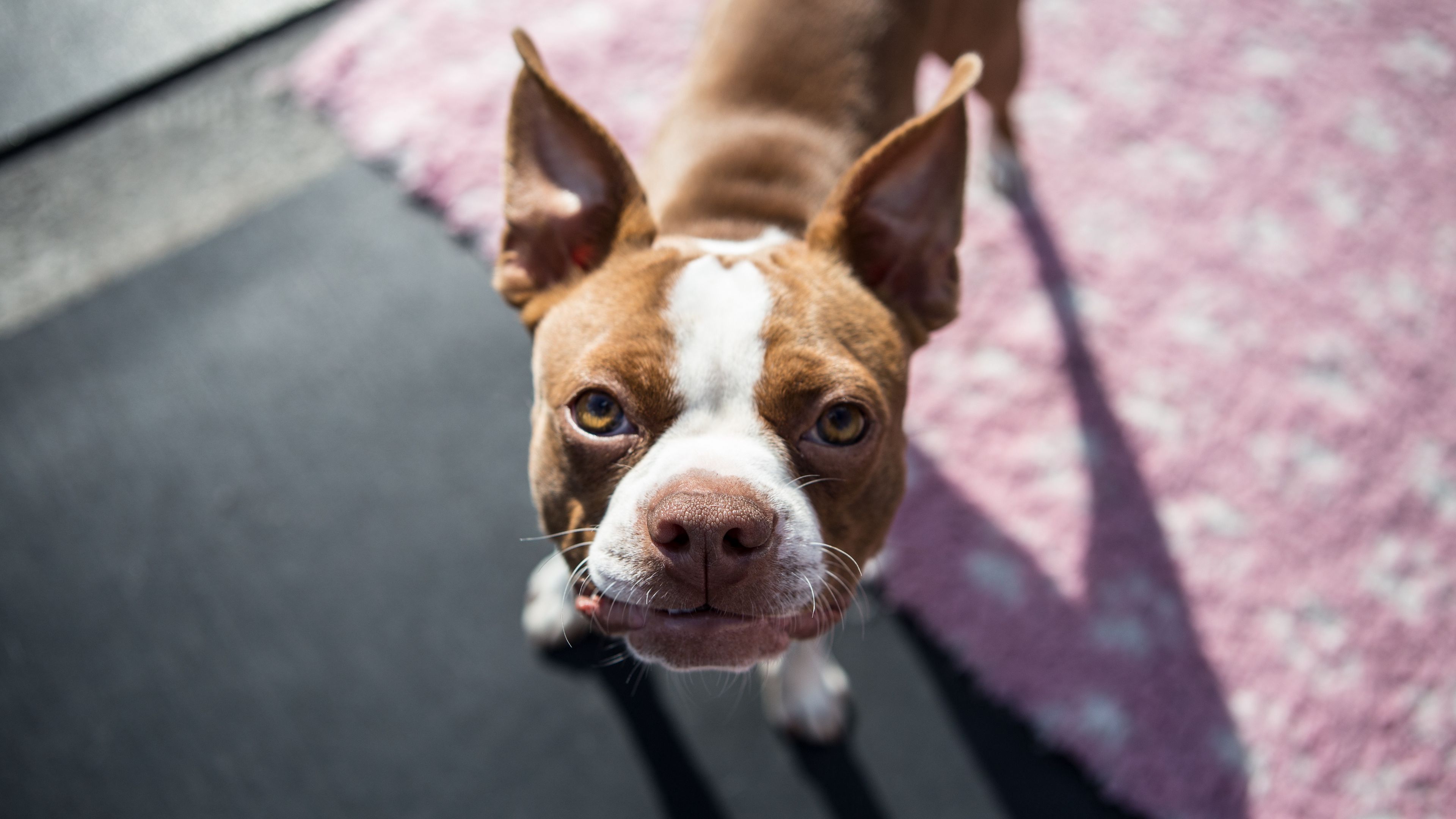 boston terrier, dog, puppy, muzzle, 4k, HD Wallpaper