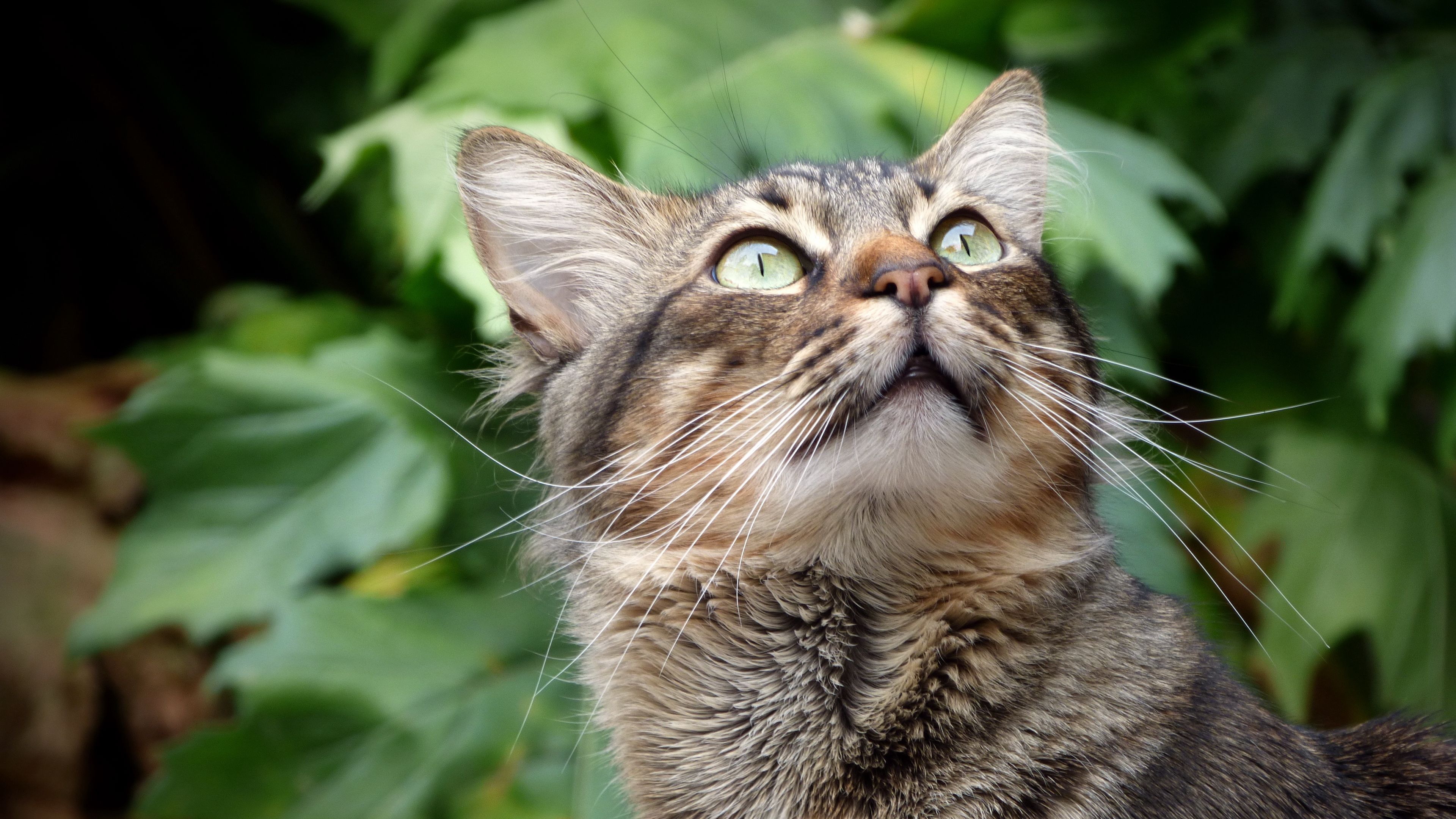 cat, muzzle, fluffy, gaze, up, 4k, HD Wallpaper