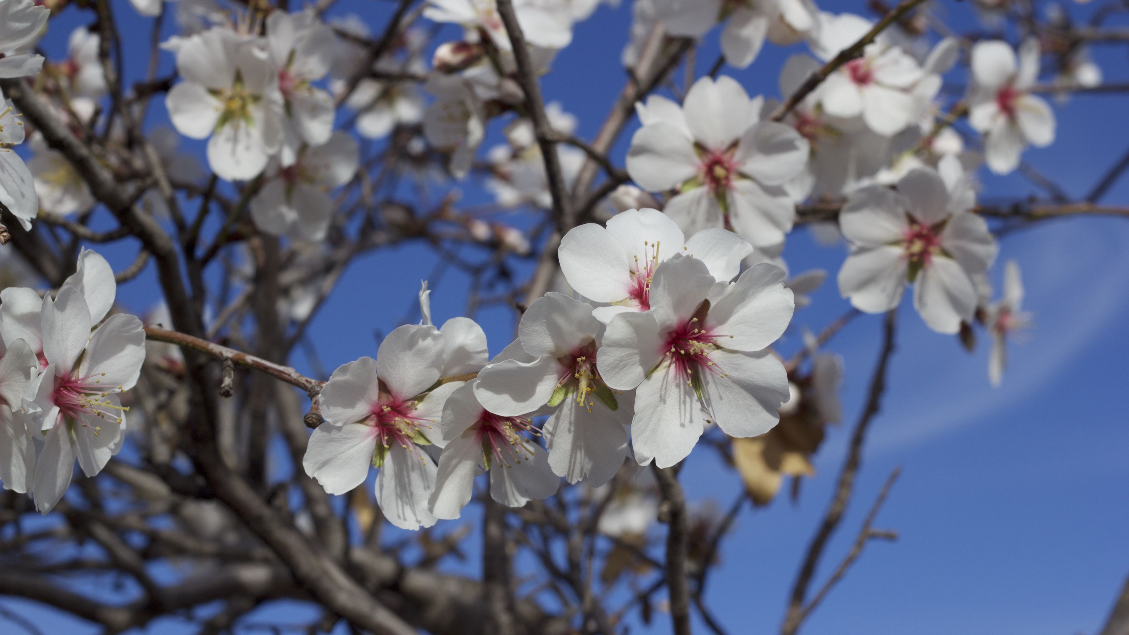 flowers, blossoming, almond tree, spring, 4k, HD Wallpaper