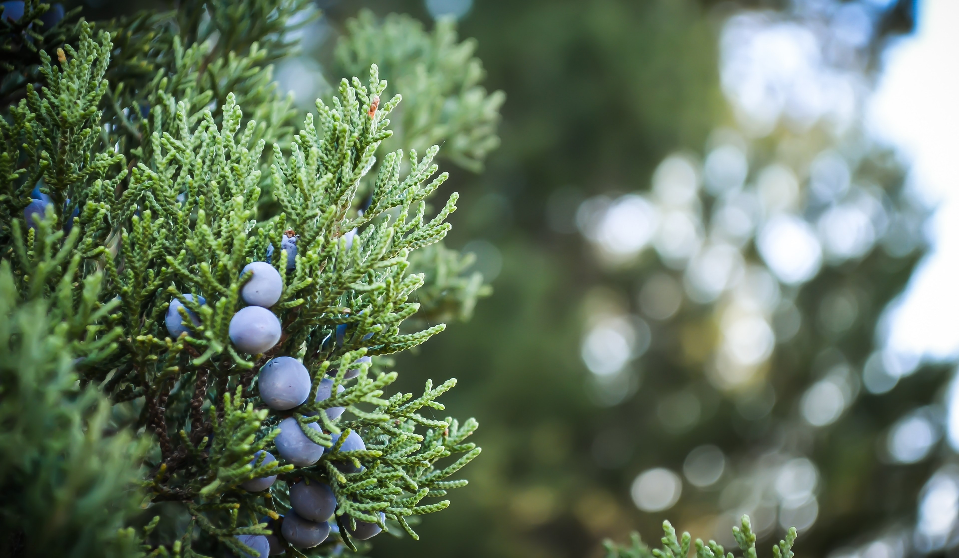 a close up of a bunch of juniper berries on a branch, juniper berries 4k, HD Wallpaper