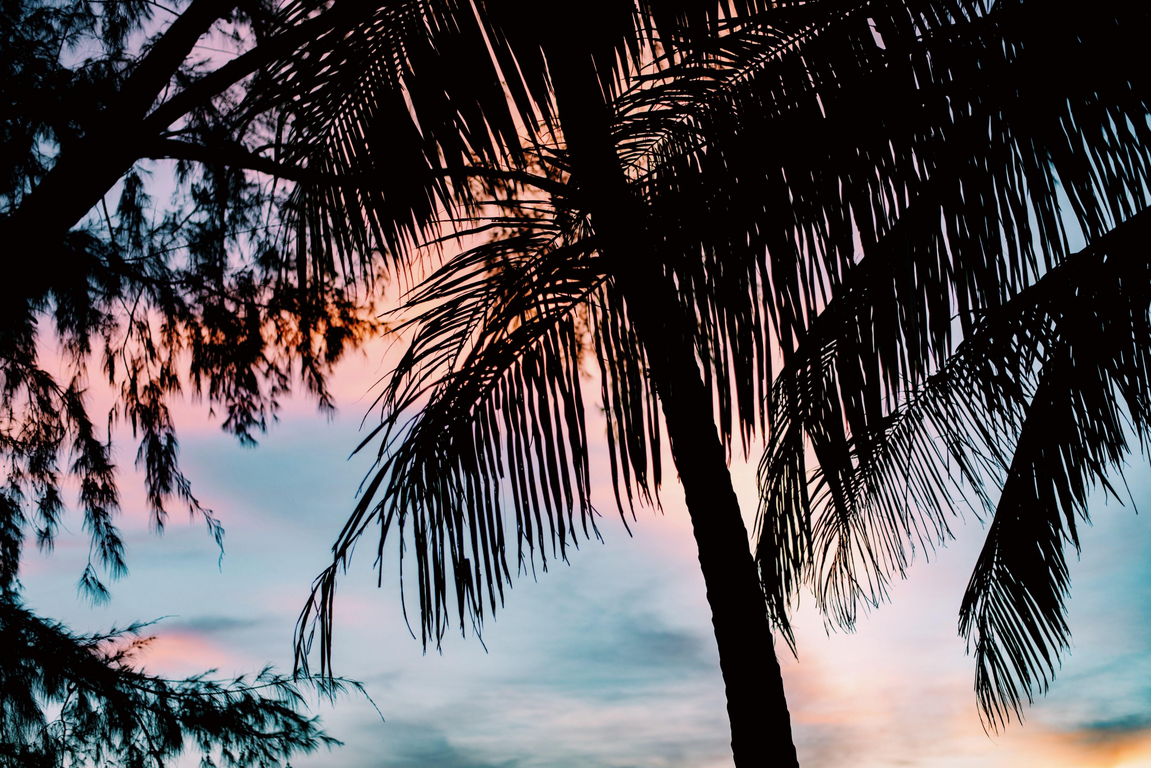 the silhouette of a palm tree in front of a blue pink and orange sunset, koh chang sunsets 4k, HD Wallpaper