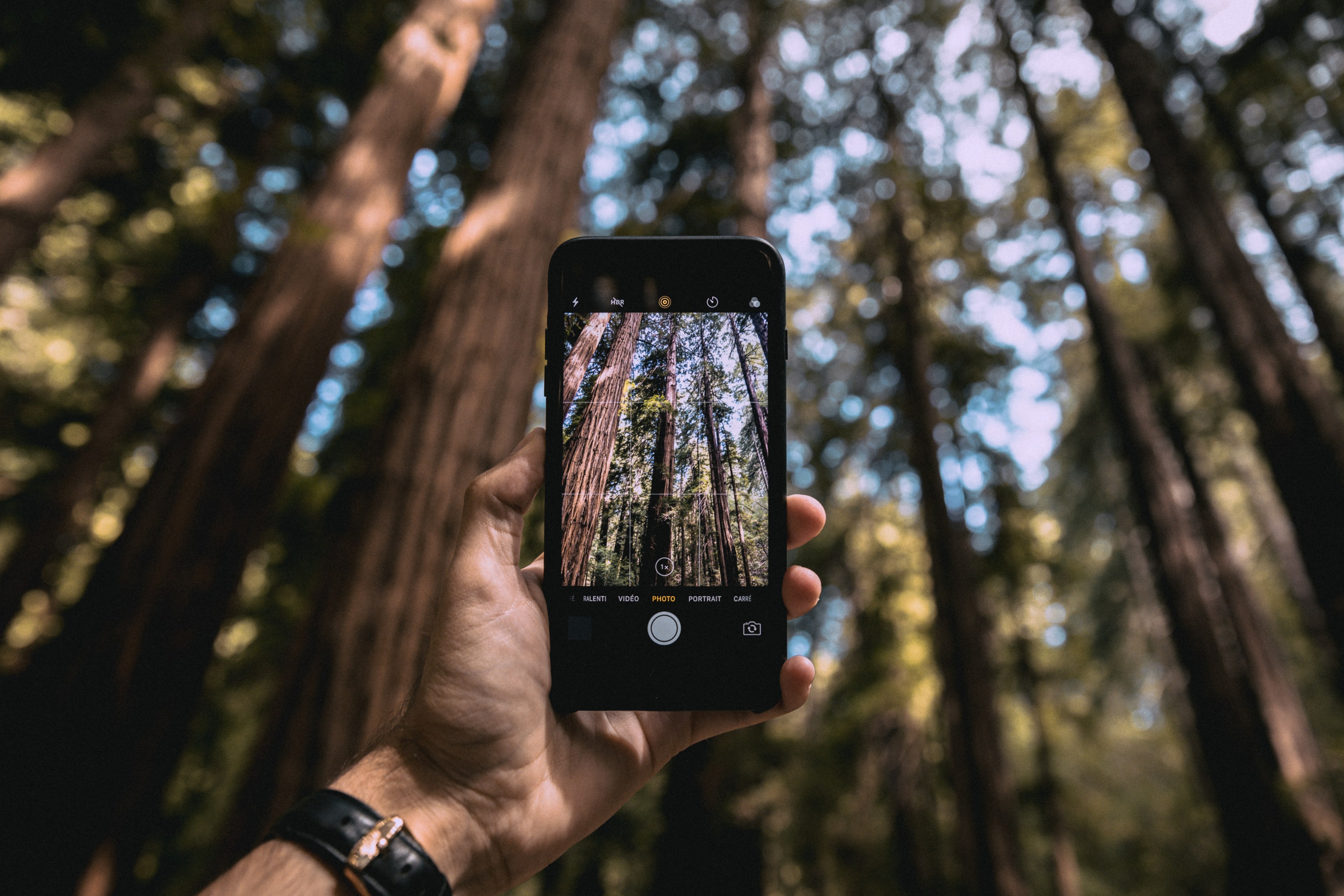 giant redwood 4k, HD Wallpaper