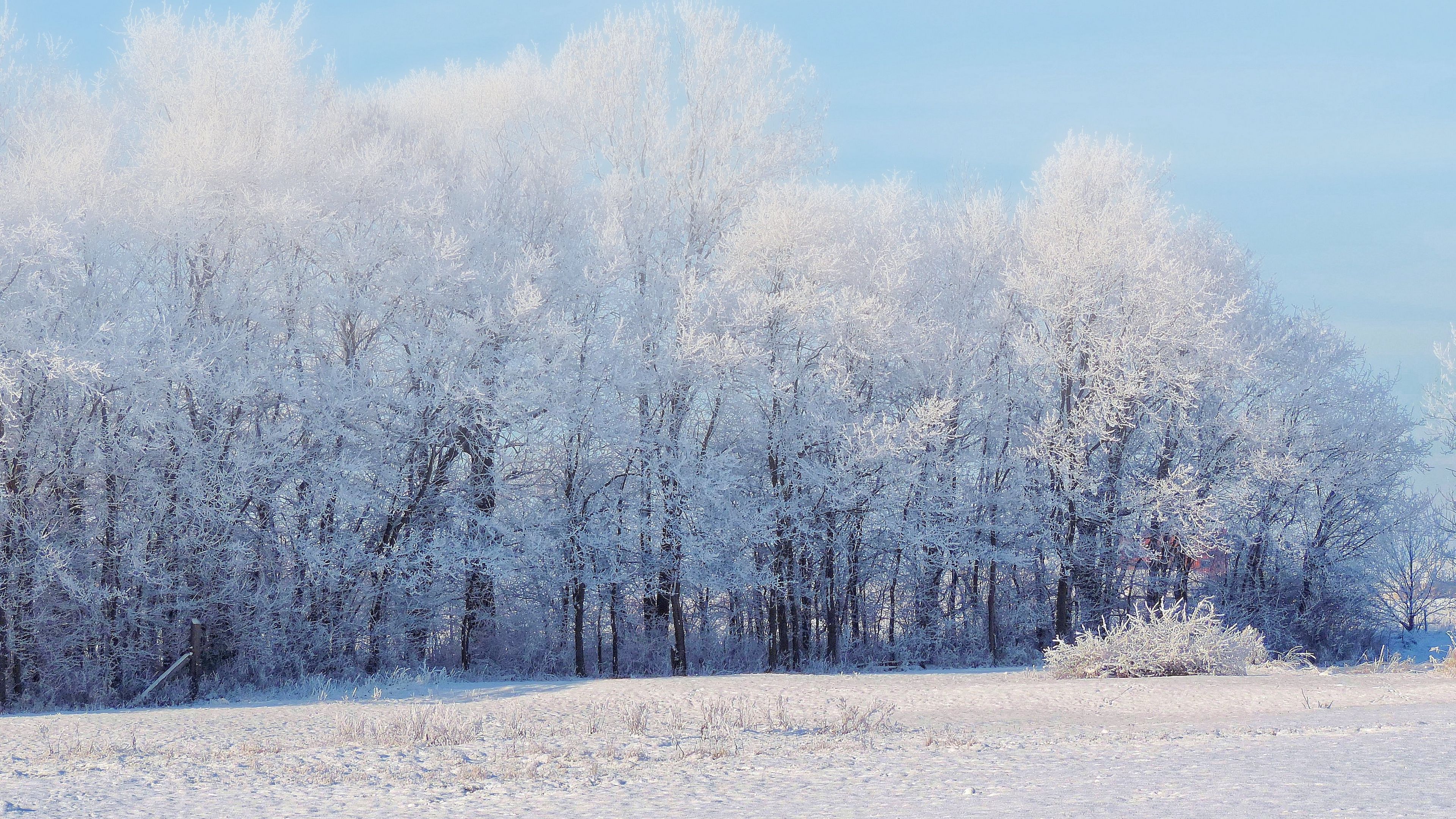 forest, winter, snow, landscape, trees, 4k, HD Wallpaper