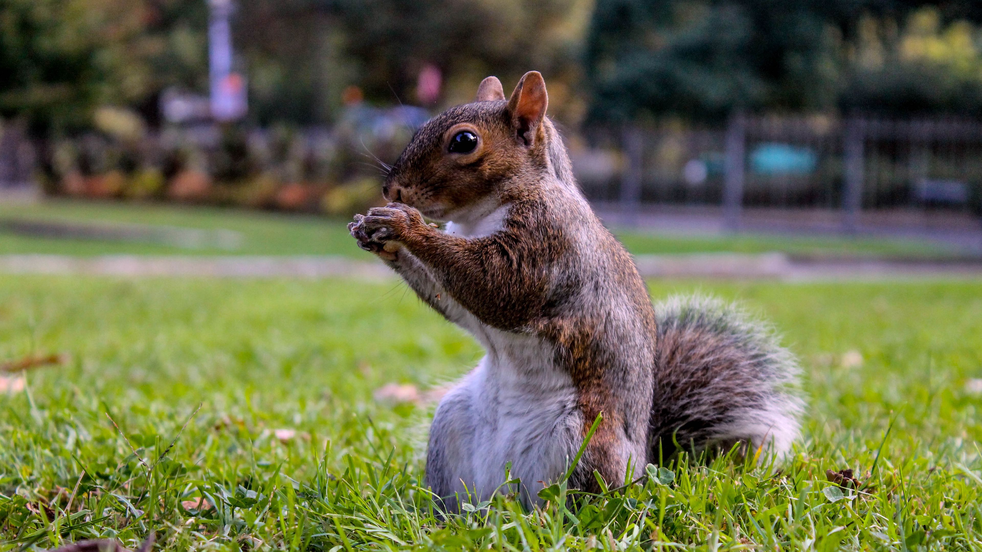 squirrel, grass, food, sit, 4k, HD Wallpaper