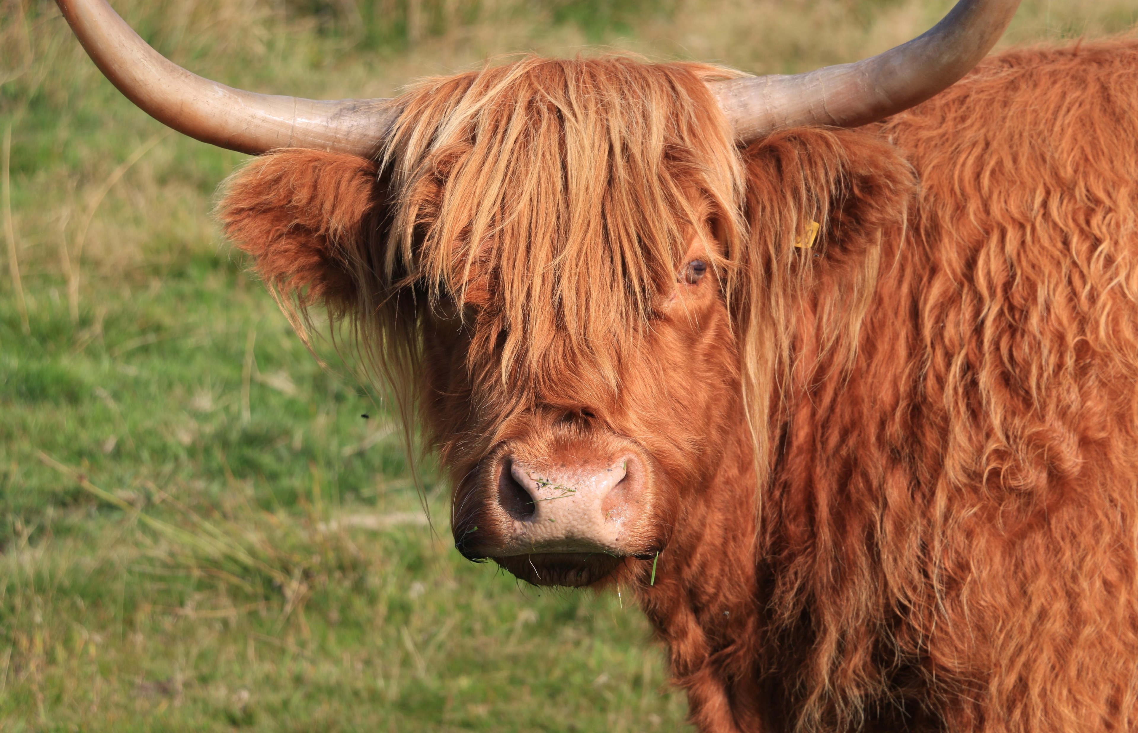 ginger horn nose and face 4k, HD Wallpaper