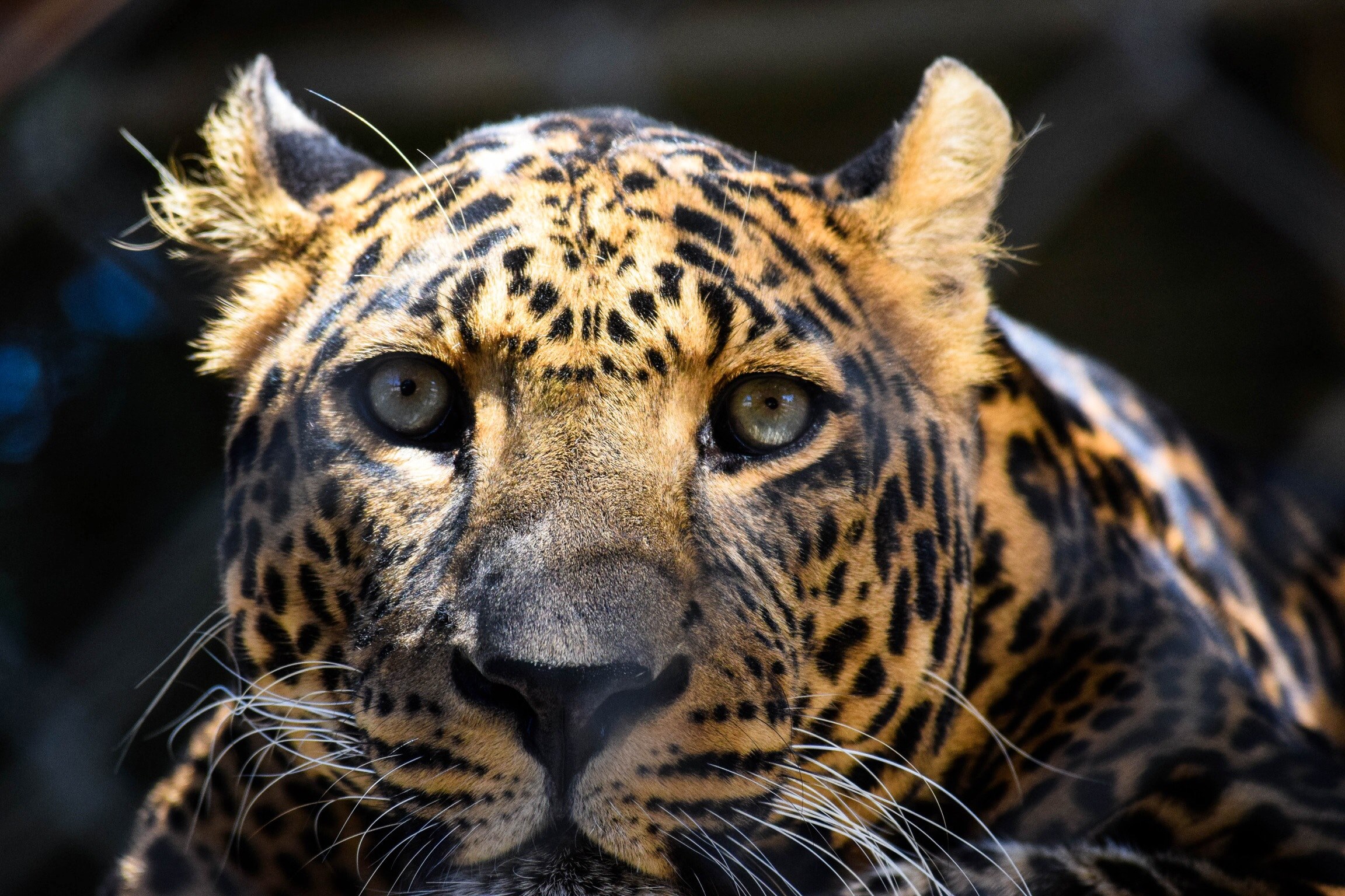 leopard zoo cat and feline 4k, HD Wallpaper