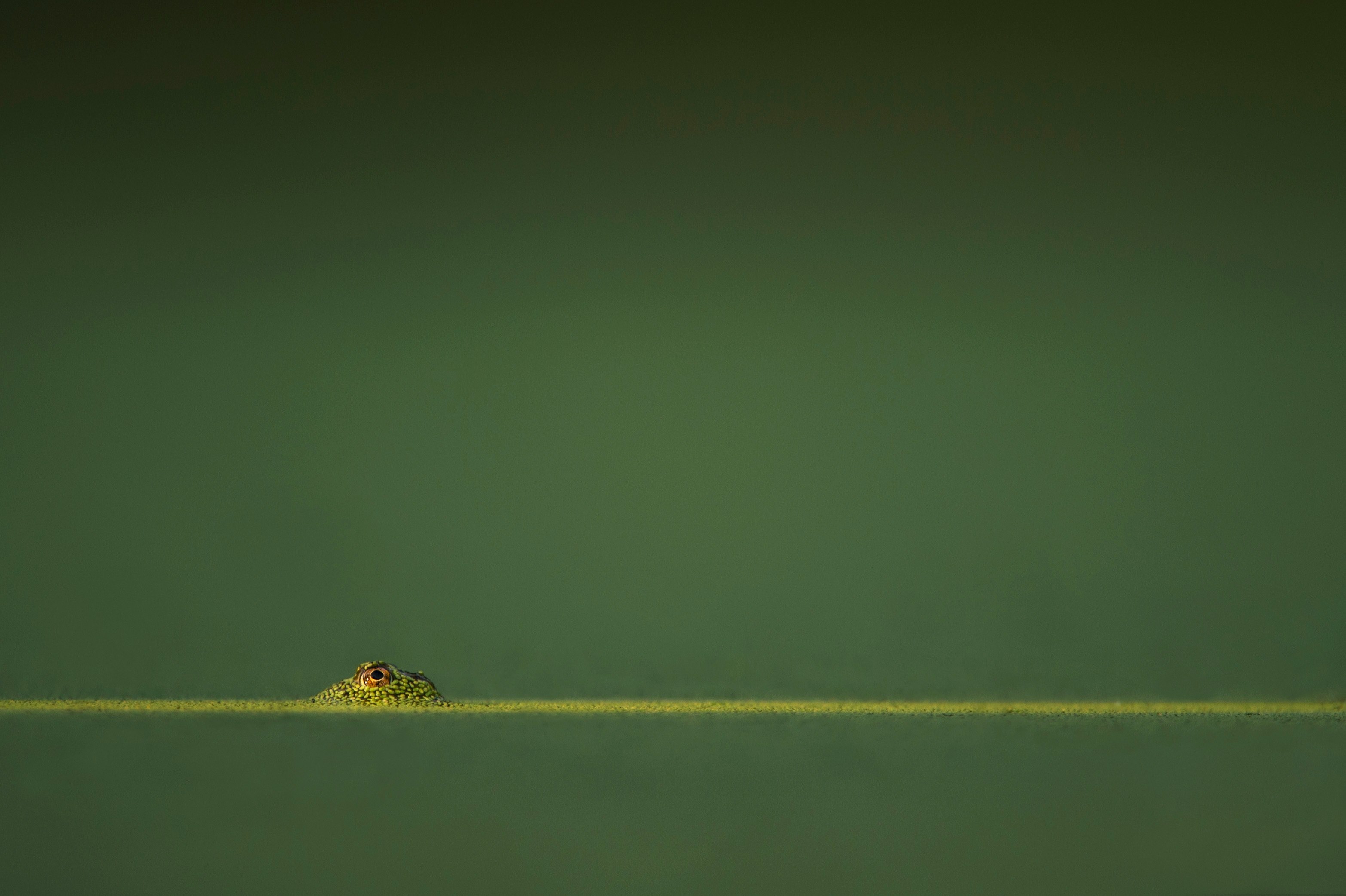 a macro shot of a frog sitting in a green pond in palmyra new jersey, new jersey frog pond 4k, HD Wallpaper