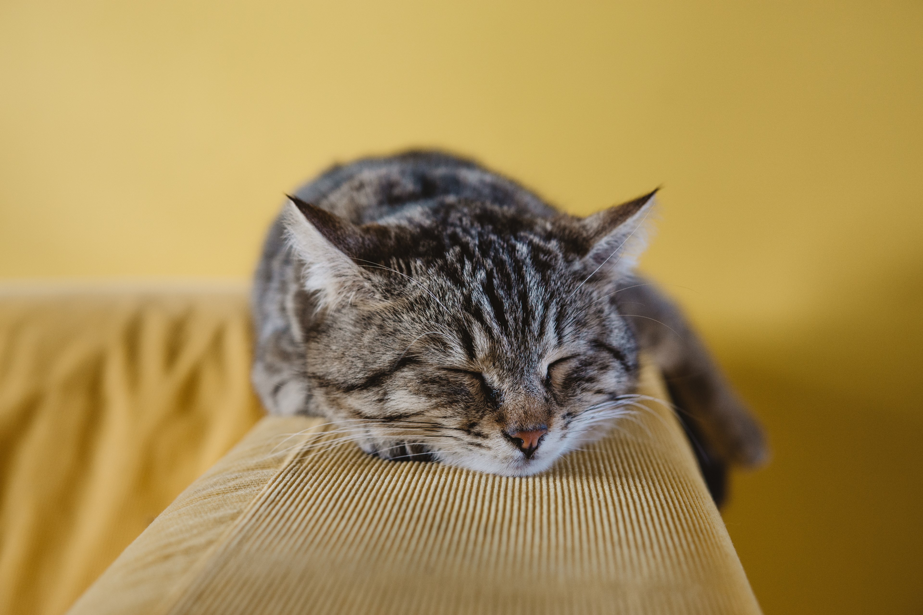 a tabby cat sleeping on an a couch armrest, get some sleep 4k, HD Wallpaper