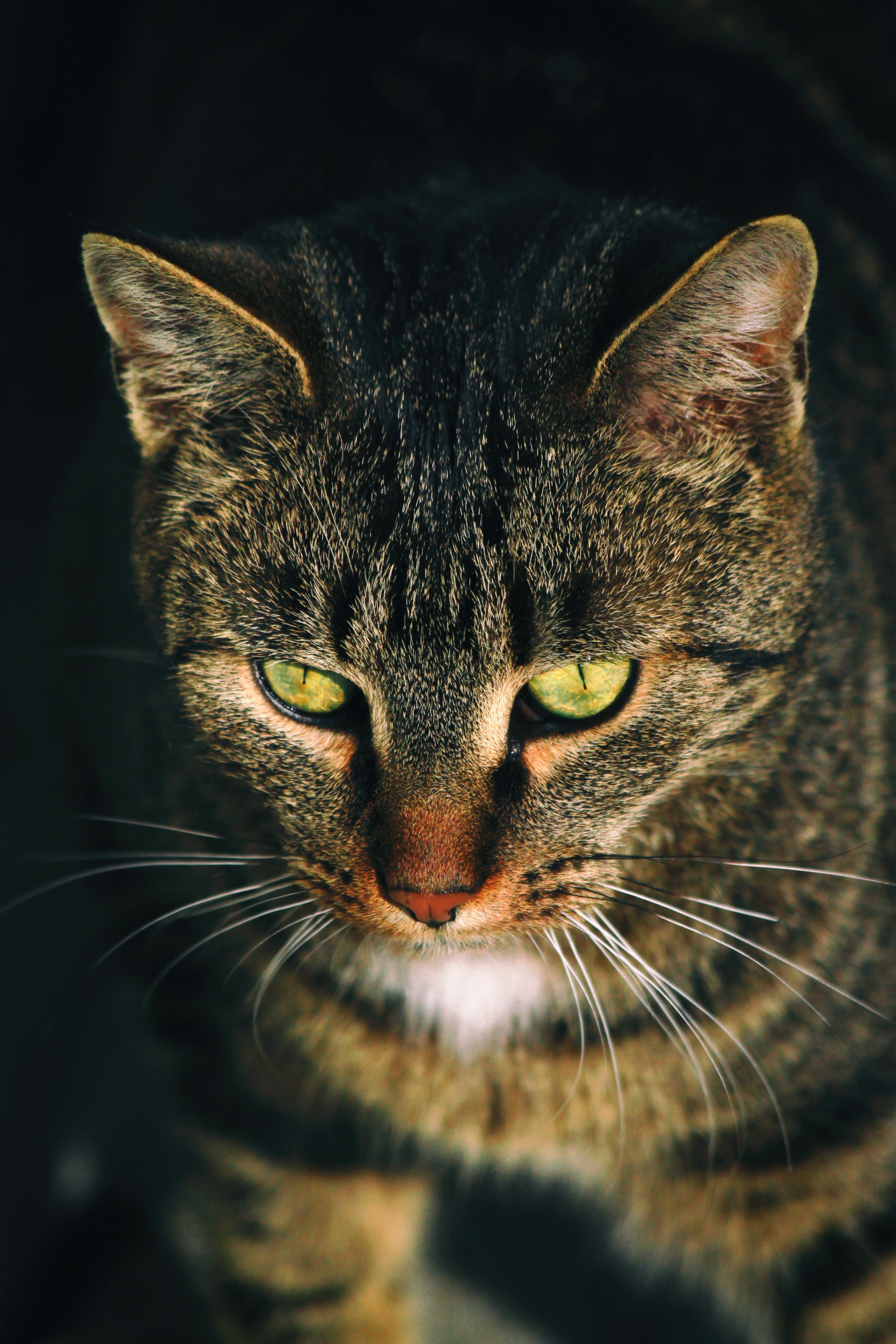 close up of a green eyed tabby cat with long whiskers, watch out little tiger 4k, Phone HD Wallpaper