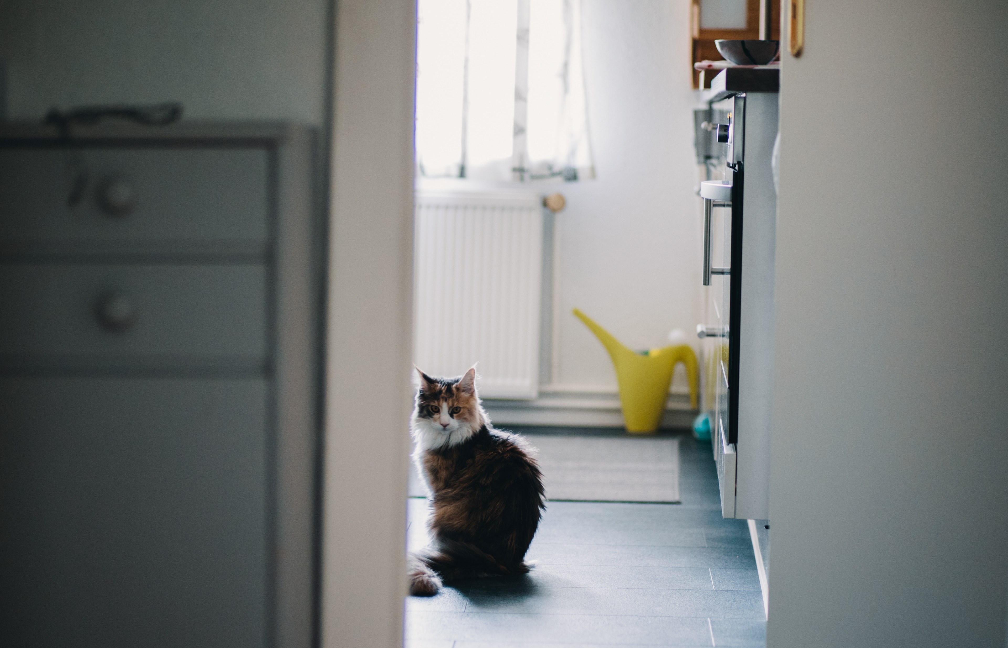 cat through doorway in berlin home kitchen with yellow watering can in background, cat in a kitchen 4k, HD Wallpaper