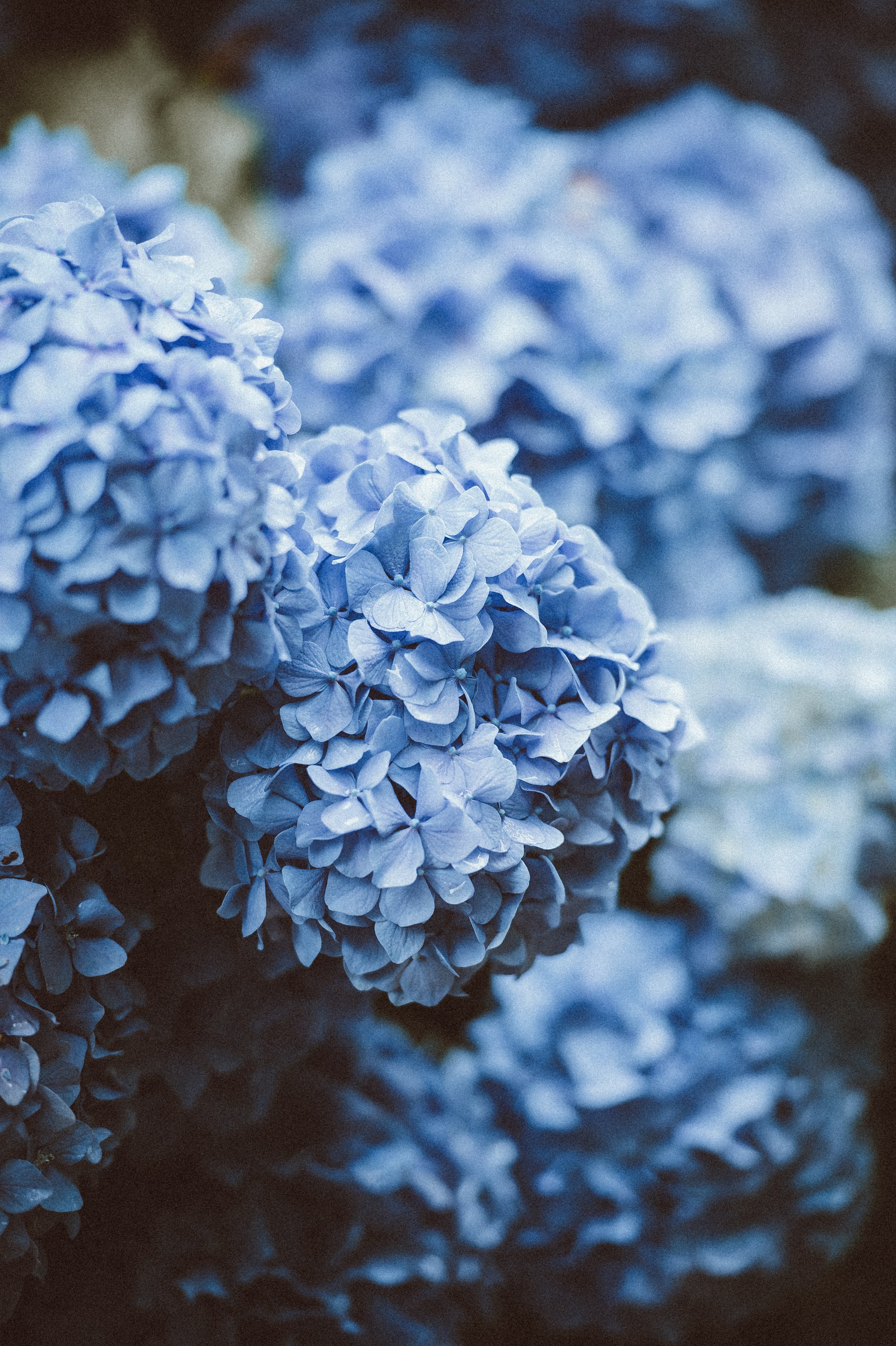 leaf plant flower and blue hd, 4k, Phone HD Wallpaper