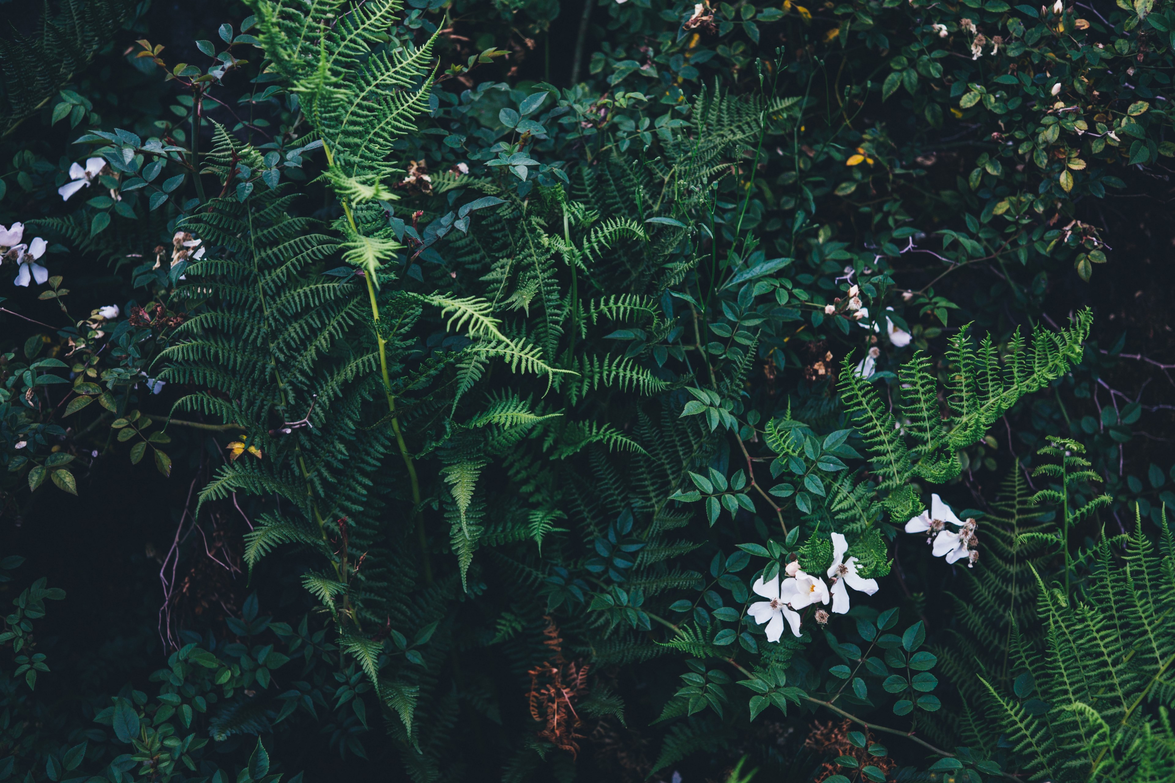 an overhead shot of a green thicket with ferns and white flowers, green ferns and white flowers 4k, HD Wallpaper
