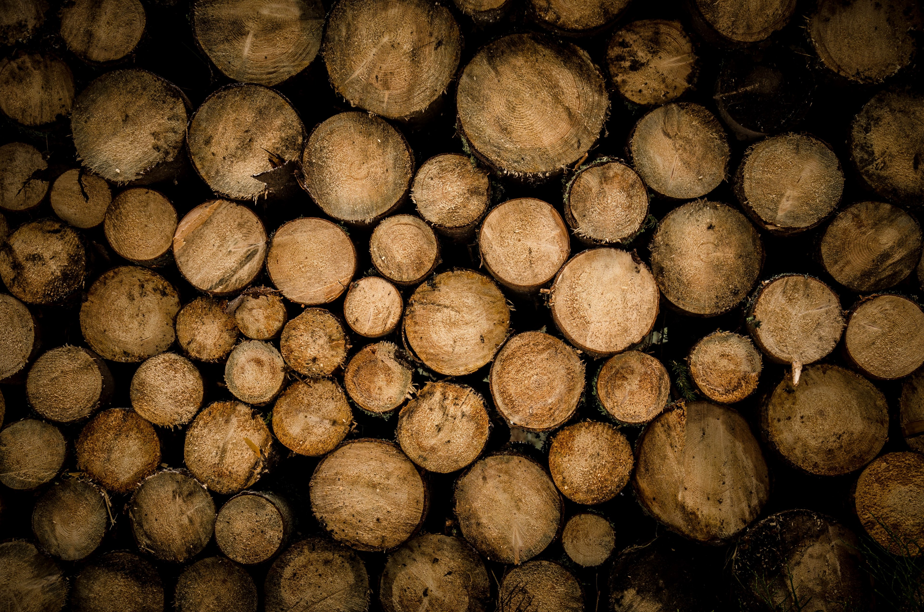 stump log wood and chopped 4k, HD Wallpaper