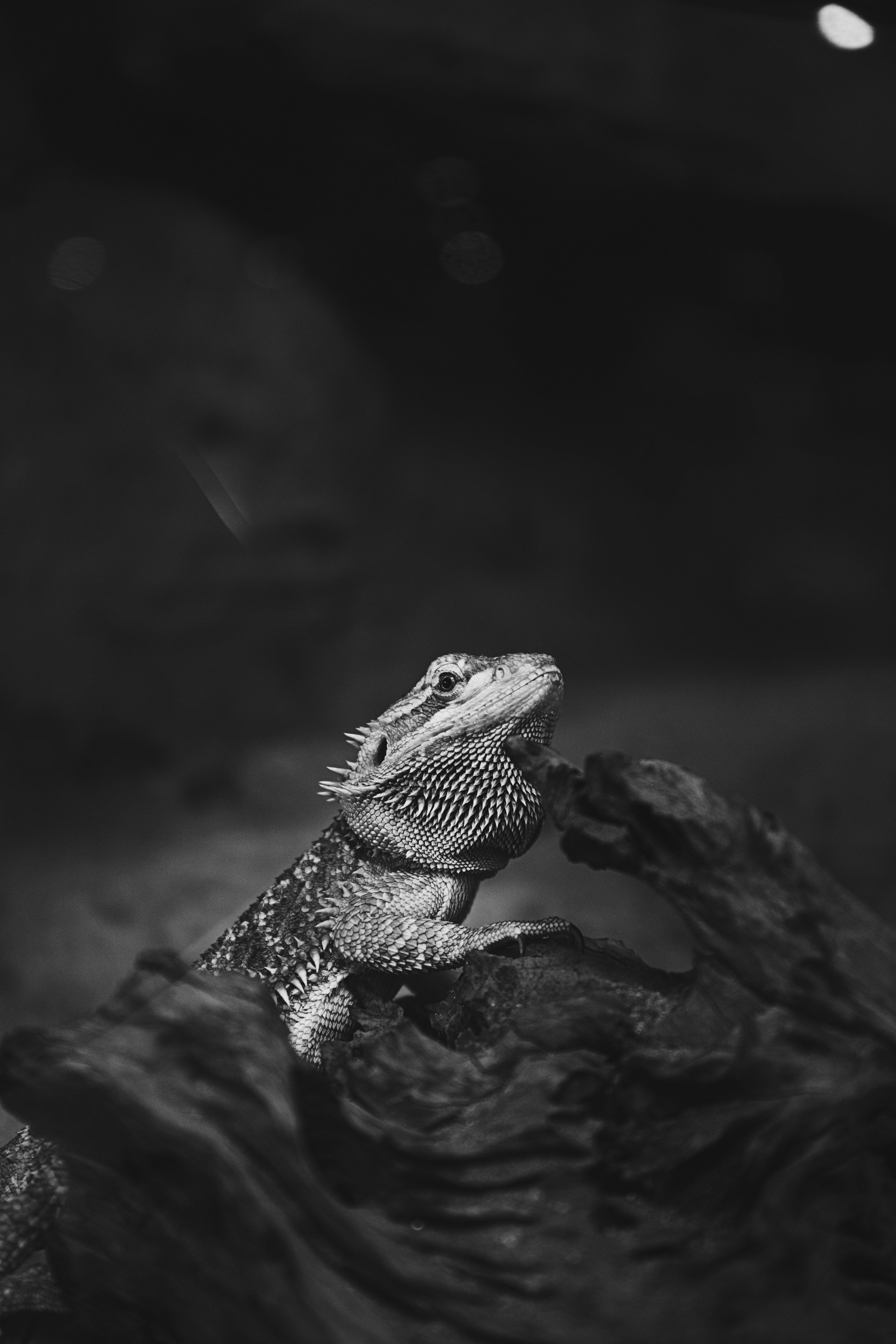 a black and white shot of a lizard sitting on a piece of wood, lizard on a log in black and white 4k, Phone HD Wallpaper