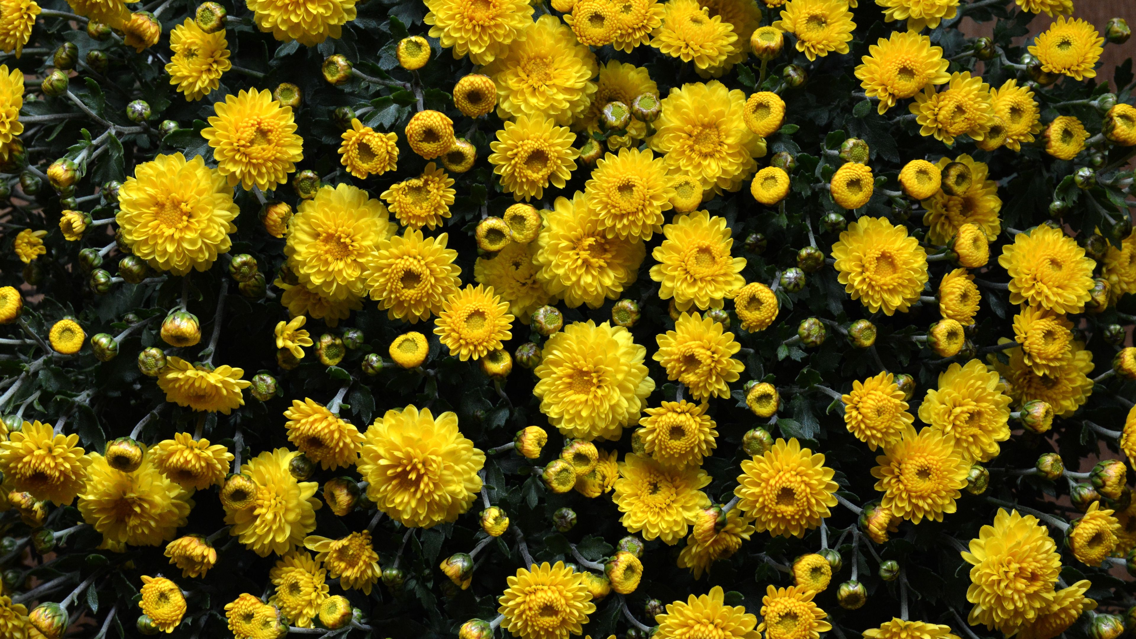 chrysanthemums, flowers, flowerbed, 4k, HD Wallpaper