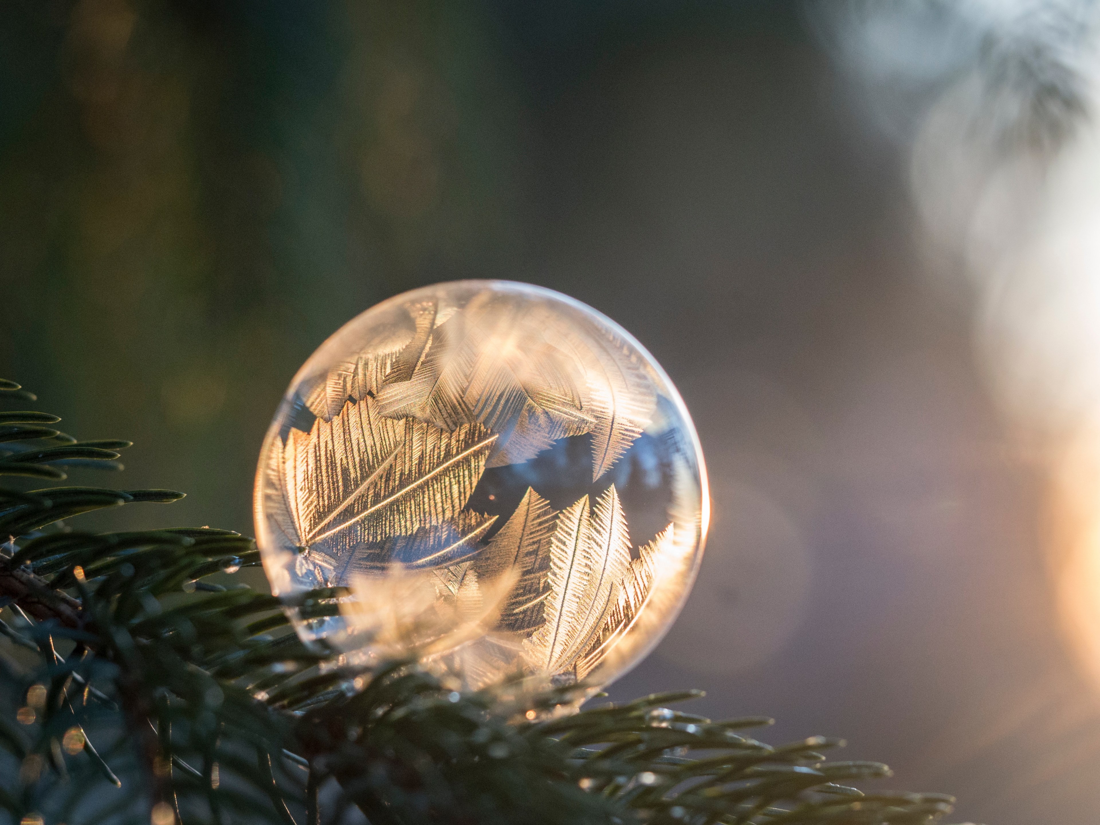 a frozen bubble rests on a pine branch while sun illuminates its icy patterns, ice bubble on branch 4k, HD Wallpaper