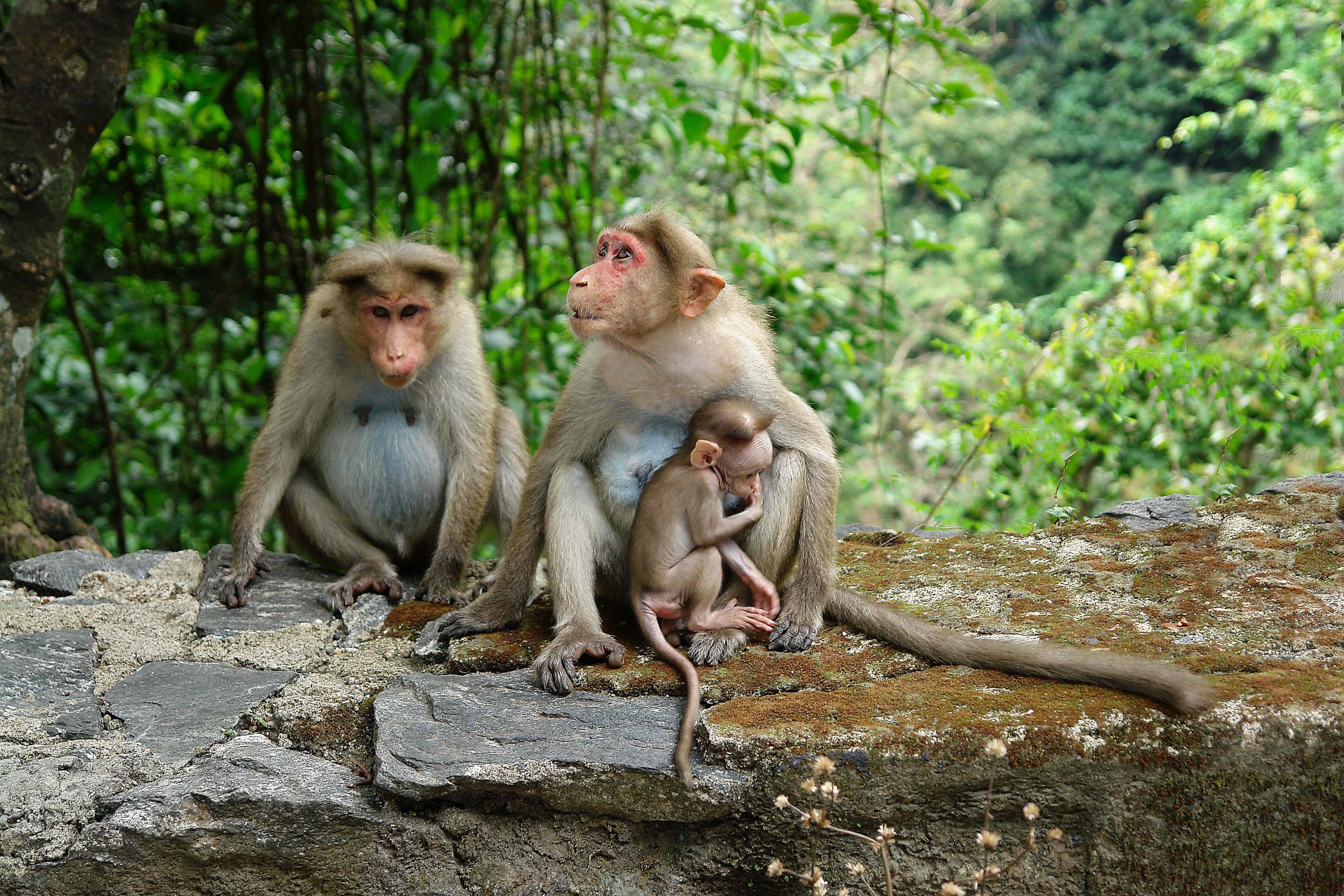 two adults and one baby monkey sit on a stone wall in the jungles of kerala, monkey family 4k, HD Wallpaper