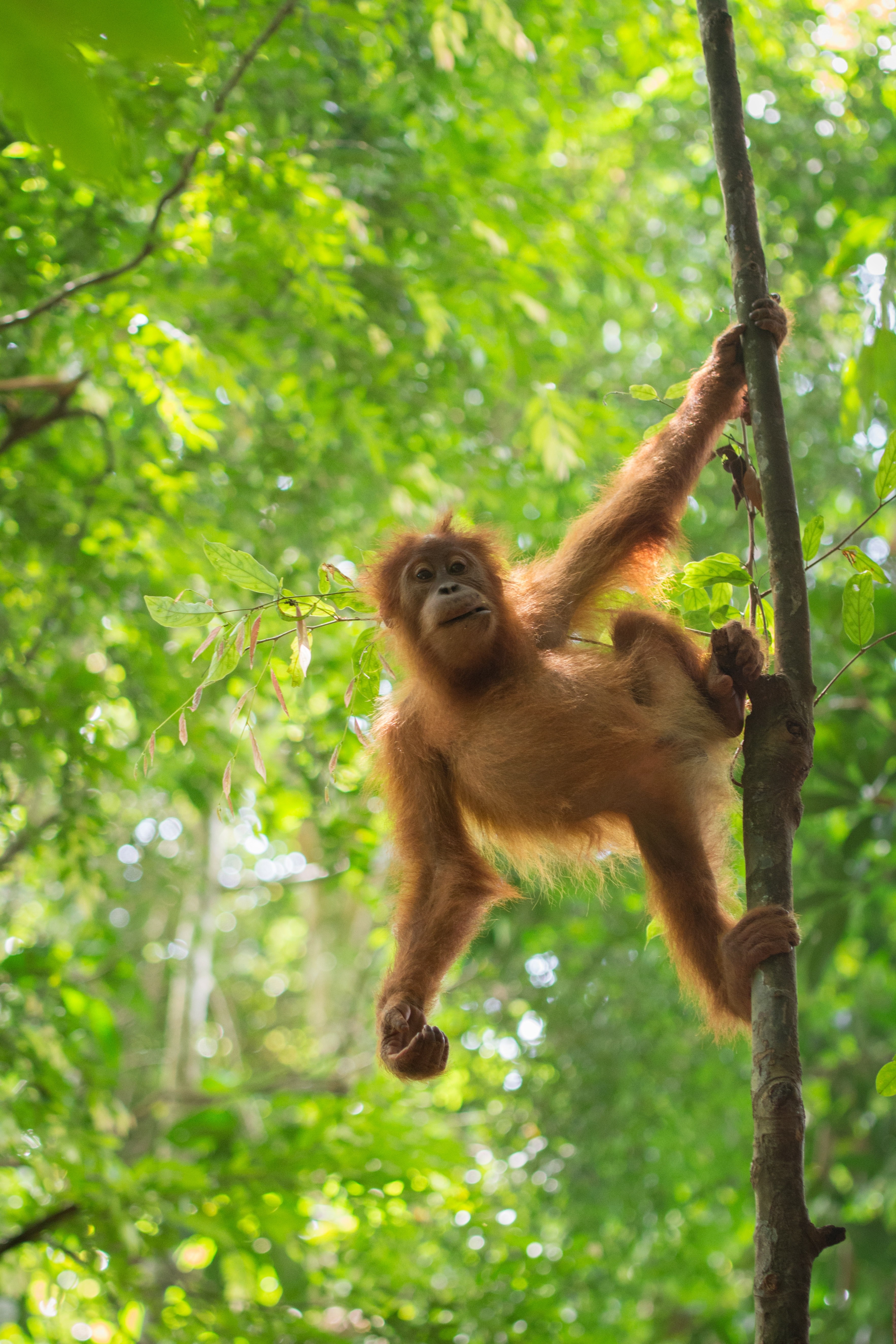 tree bukit lawang and orang utan hd, 4k, Phone HD Wallpaper