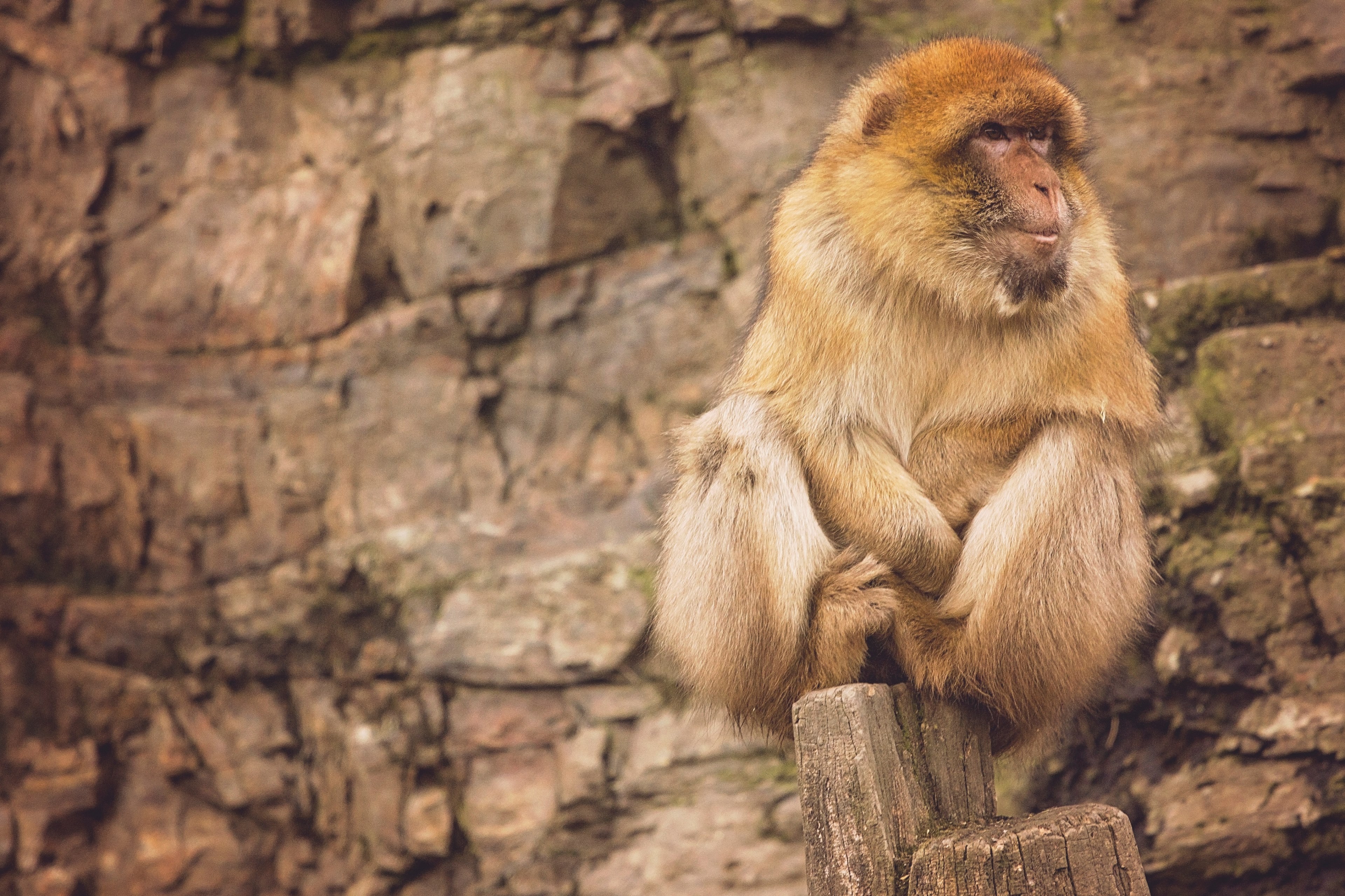 a monkey with orange fur sitting on a wooden stump with a stone background, orange monkey by stone wall 4k, HD Wallpaper
