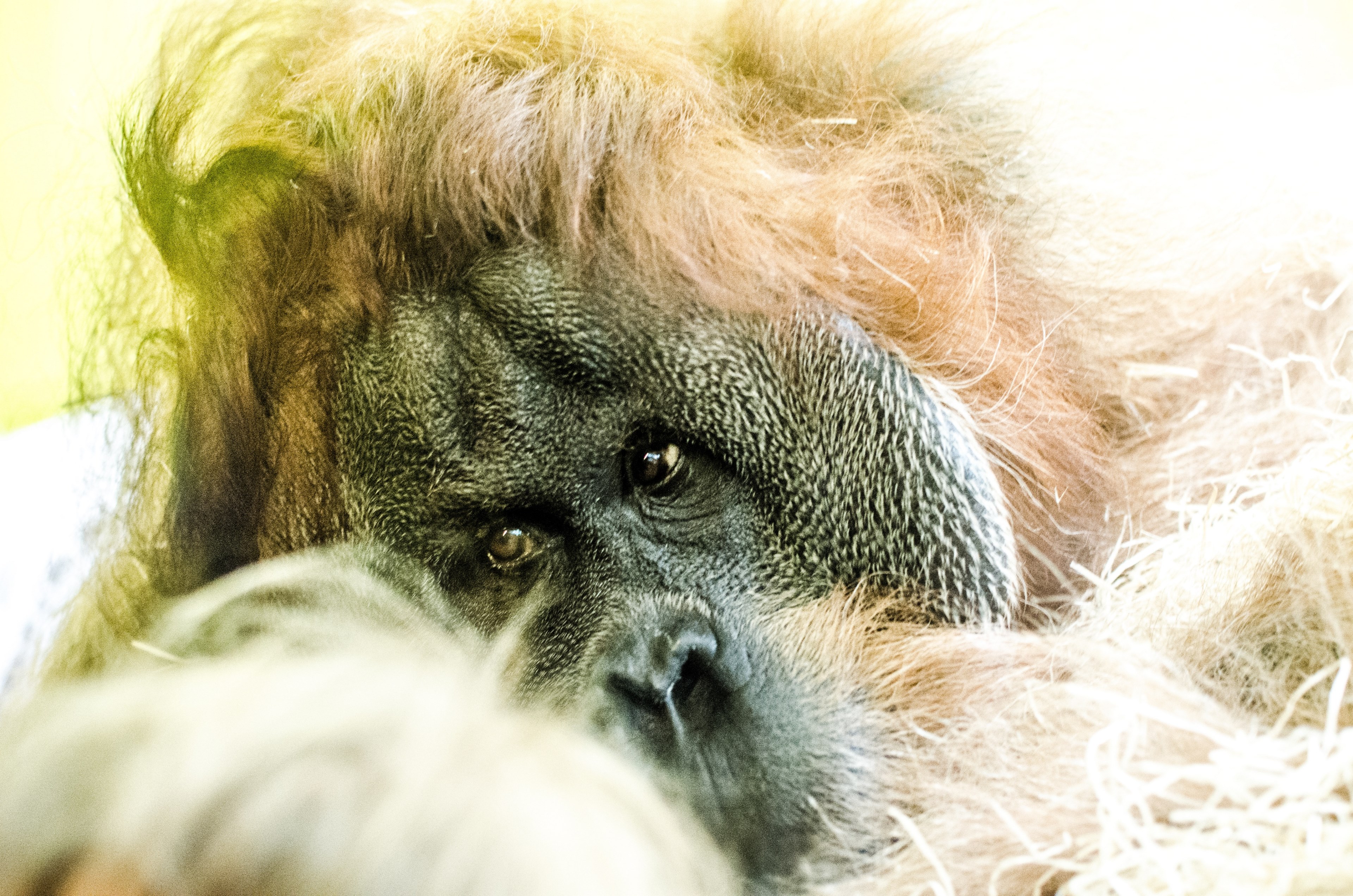 macro of an orangutan, orangutan head 4k, HD Wallpaper