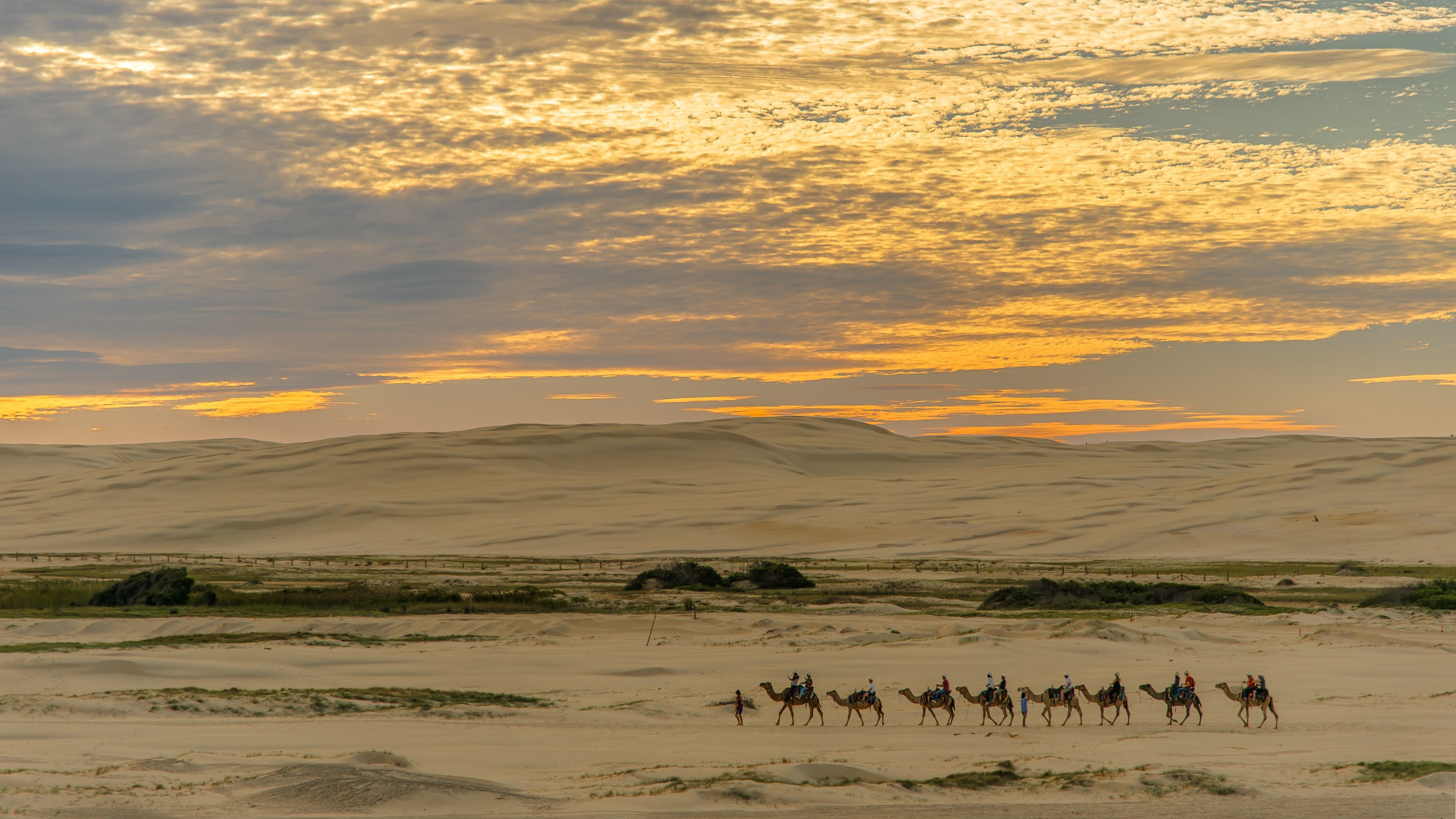 a camel train crosses a desert in convoy as the sun sets against a yellow gold sky, camel train sunset_ 4k, HD Wallpaper