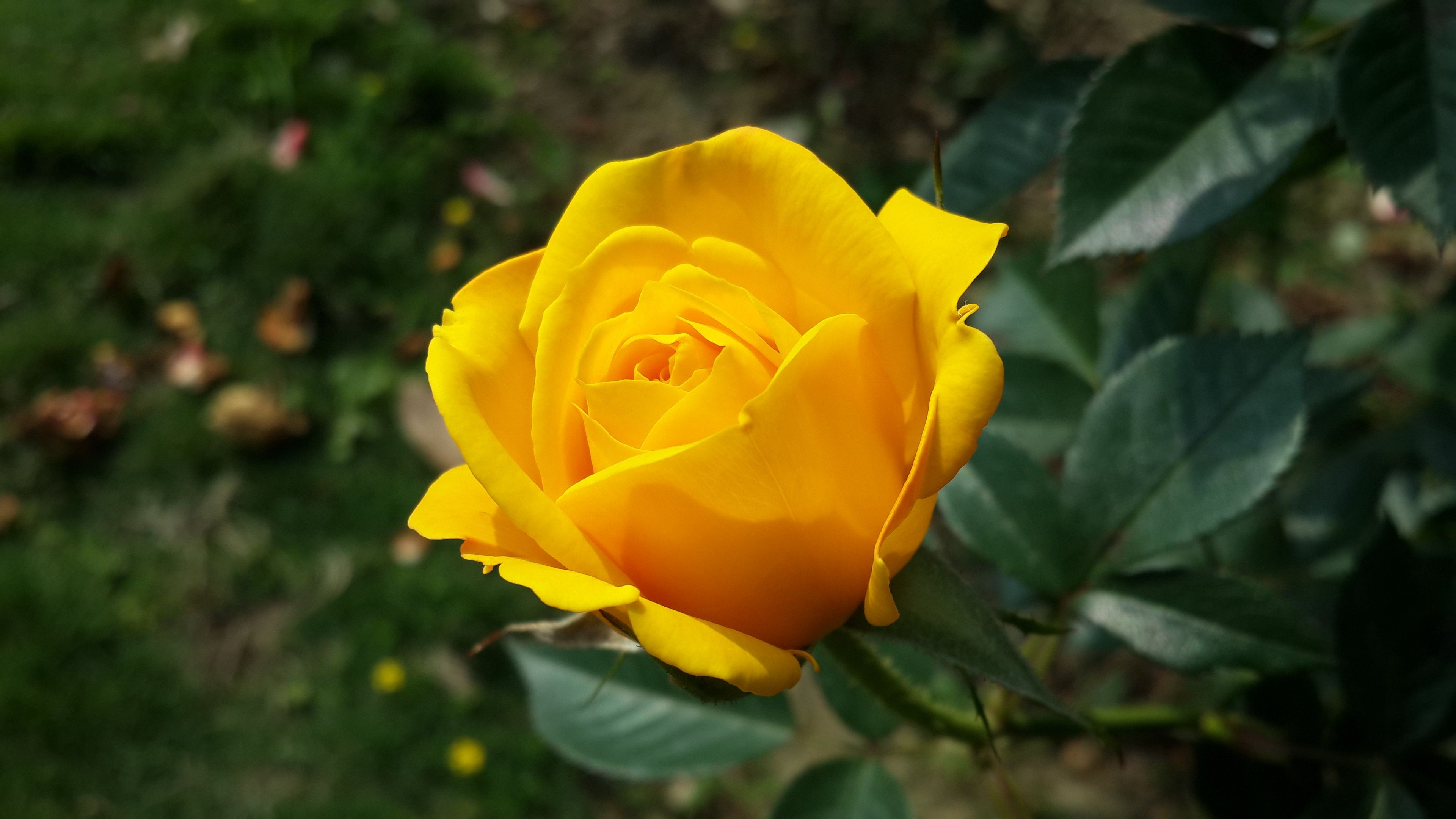 rose, yellow, flower, bush, bud, 4k, HD Wallpaper