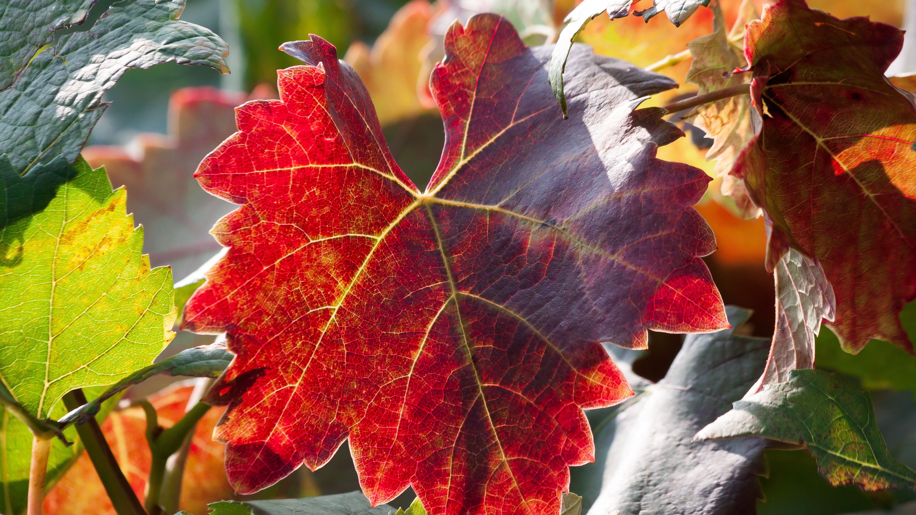 leaf, autumn, vines, branches, 4k, HD Wallpaper