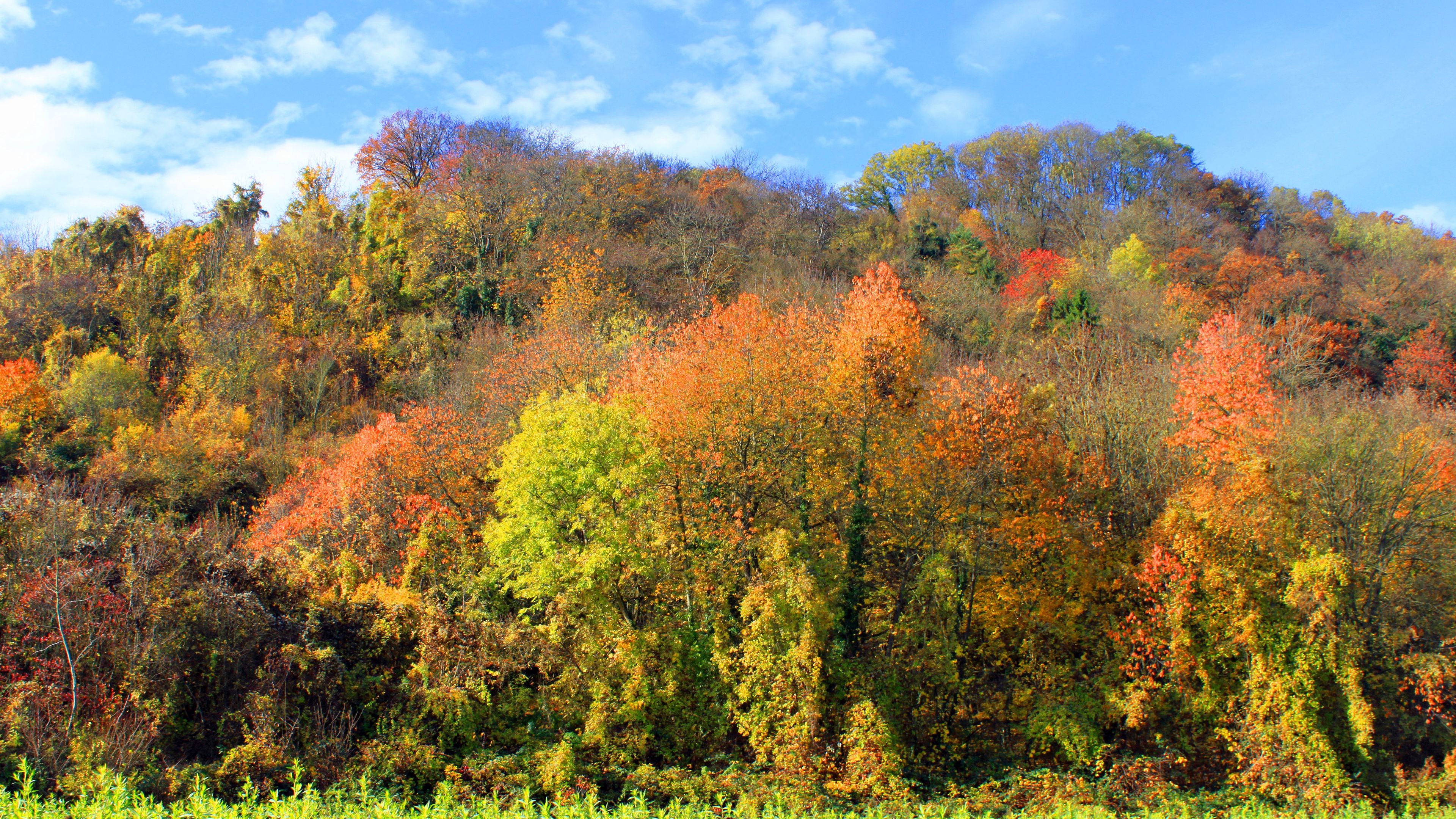 autumn, trees, forest, grass, 4k, HD Wallpaper