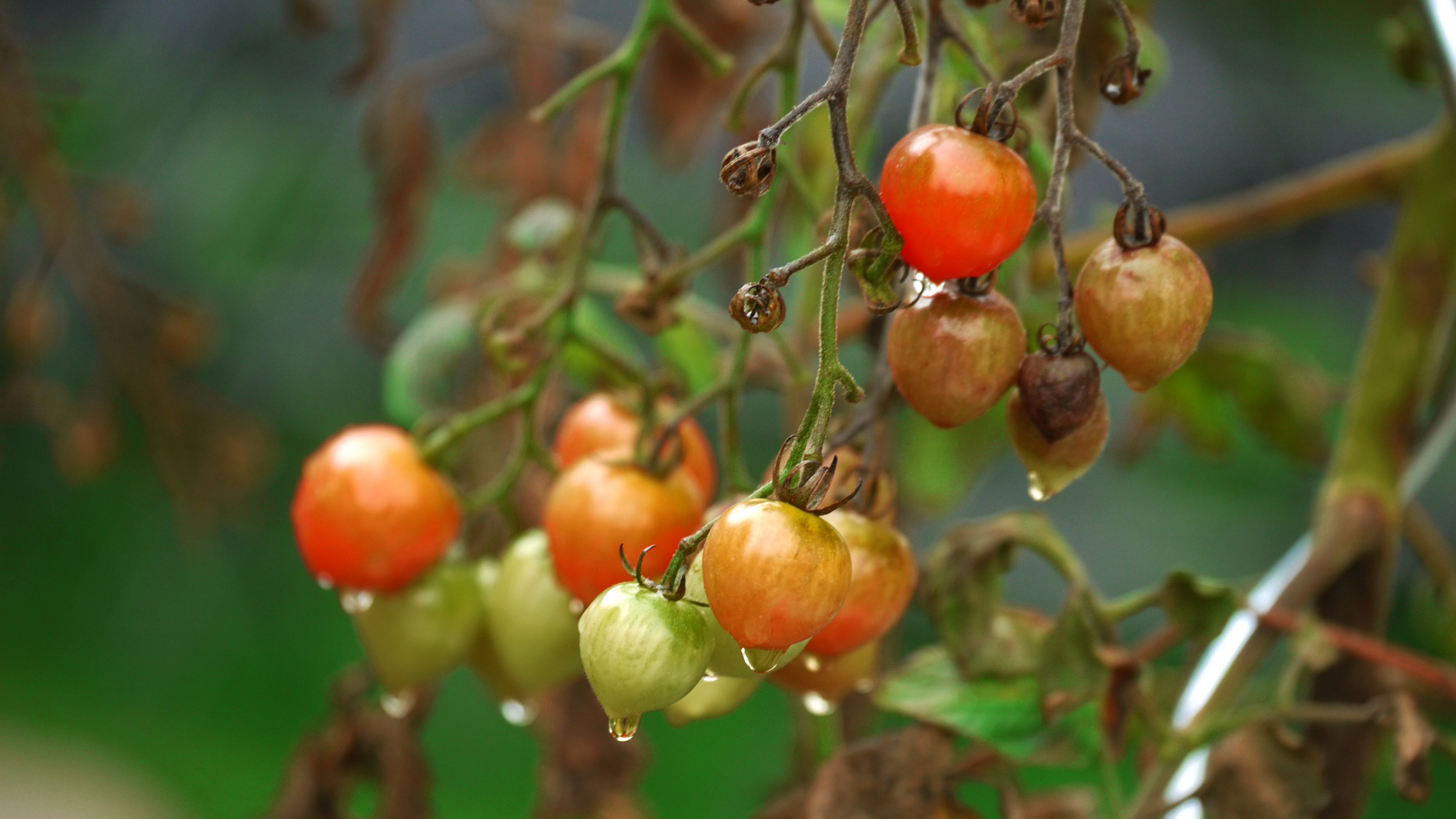 tomatoes, twigs, vegetables, drops, 4k, HD Wallpaper