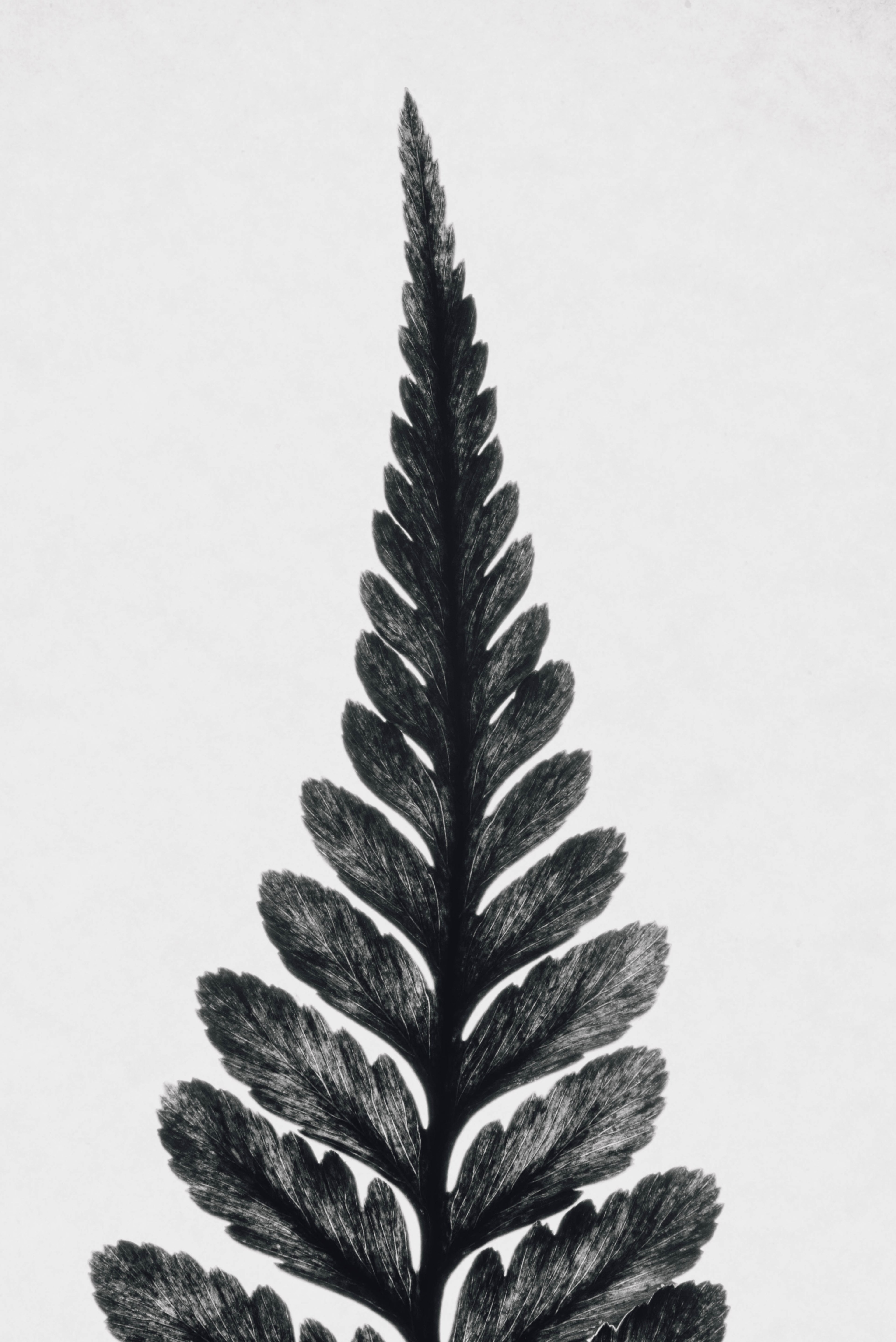 a tall leaf, _tall leaf 4k, Phone HD Wallpaper