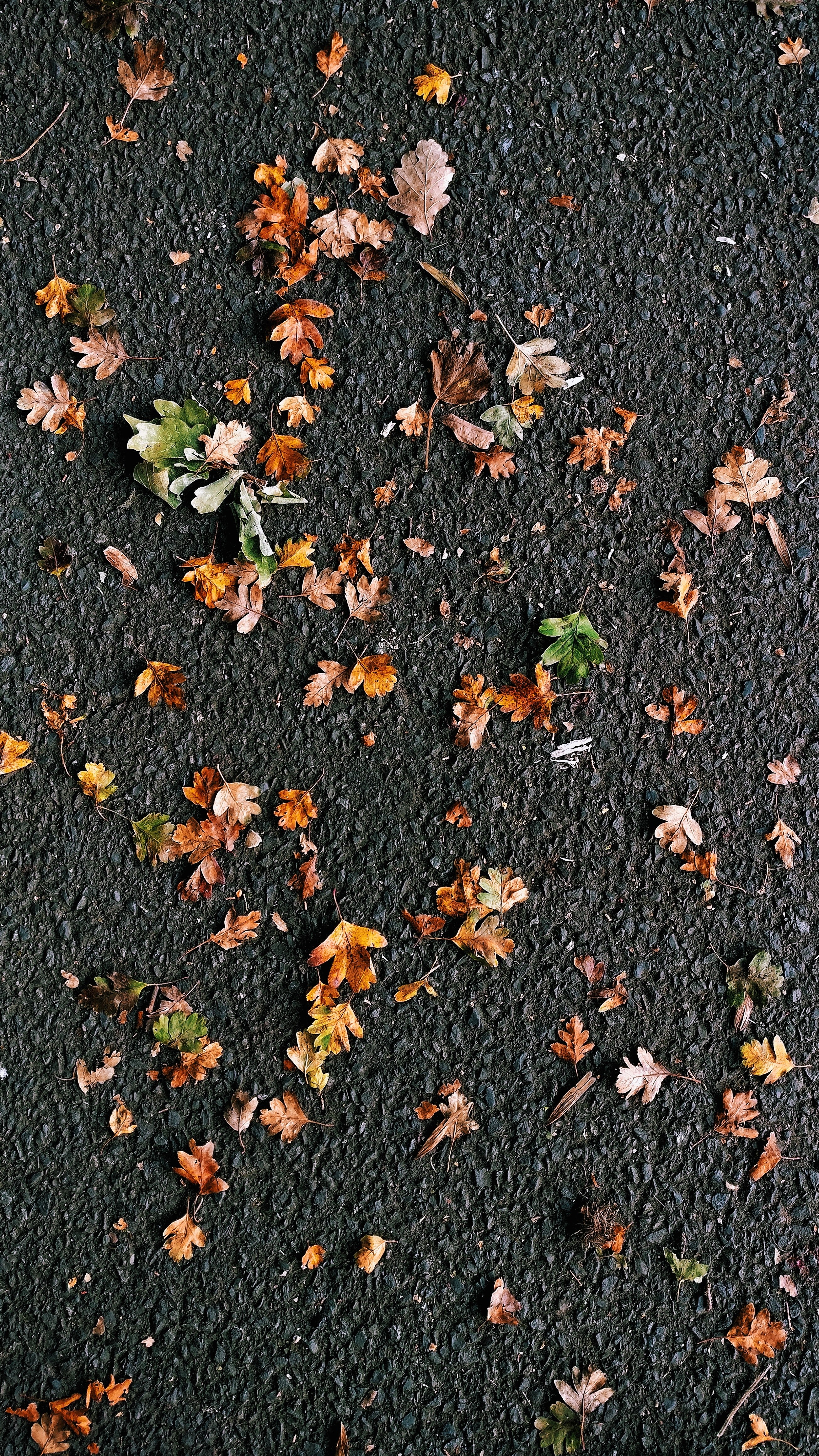 leaves scattered on the ground, _scattered leaves 4k, Phone HD Wallpaper