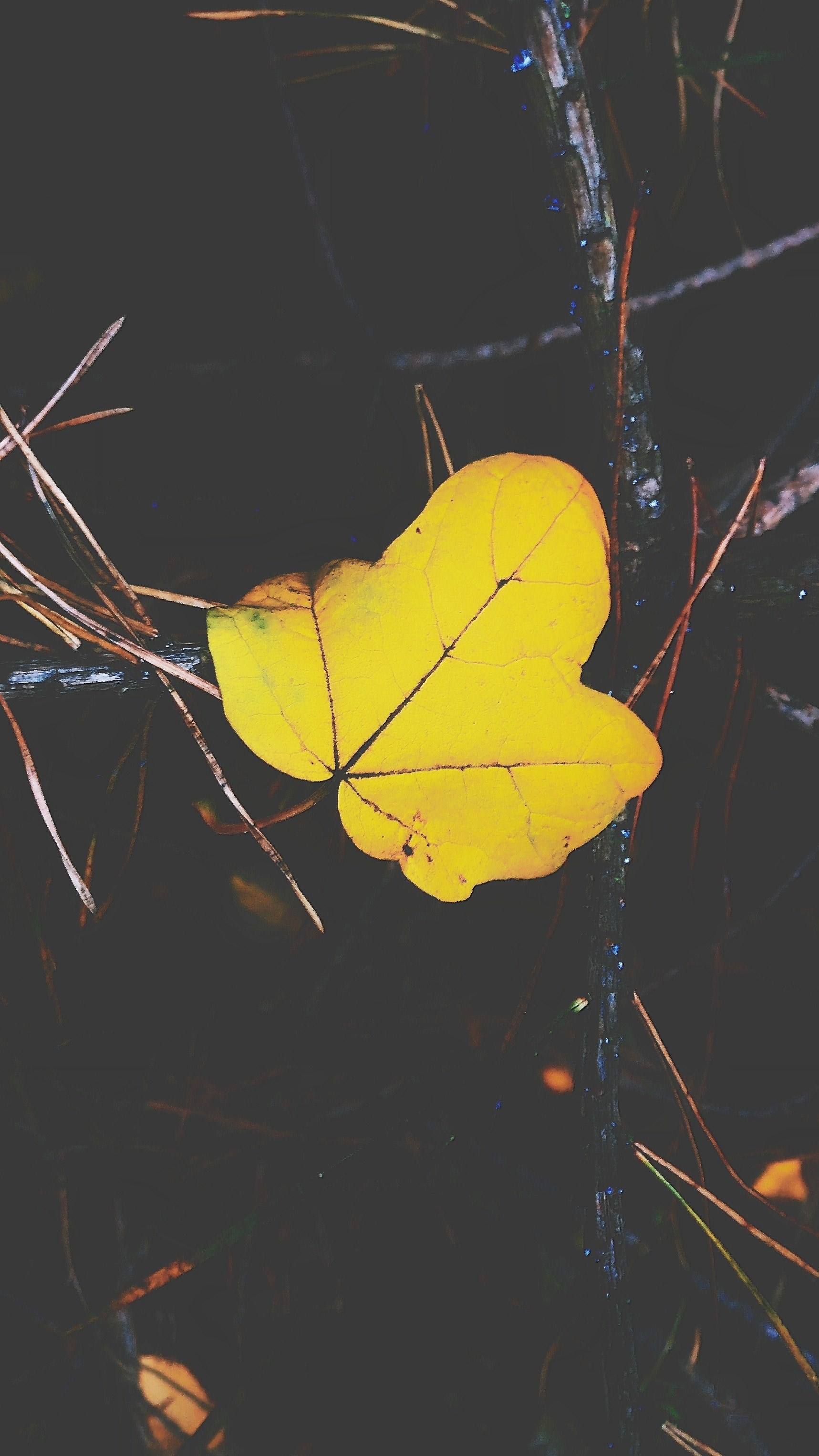 a yellow leaf, _yellow leaf 4k, Phone HD Wallpaper
