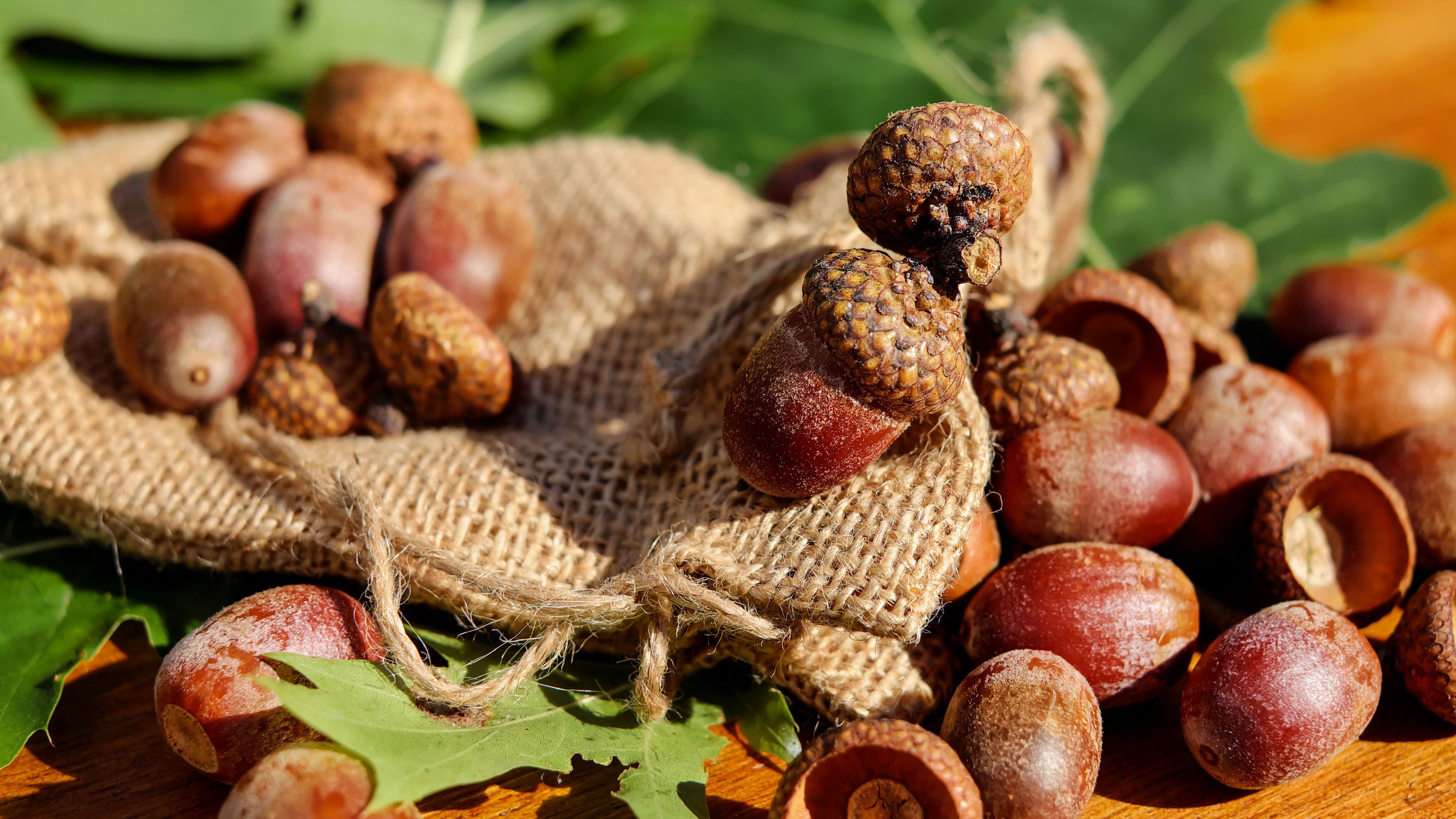 acorns, bag, nuts, 4k, HD Wallpaper