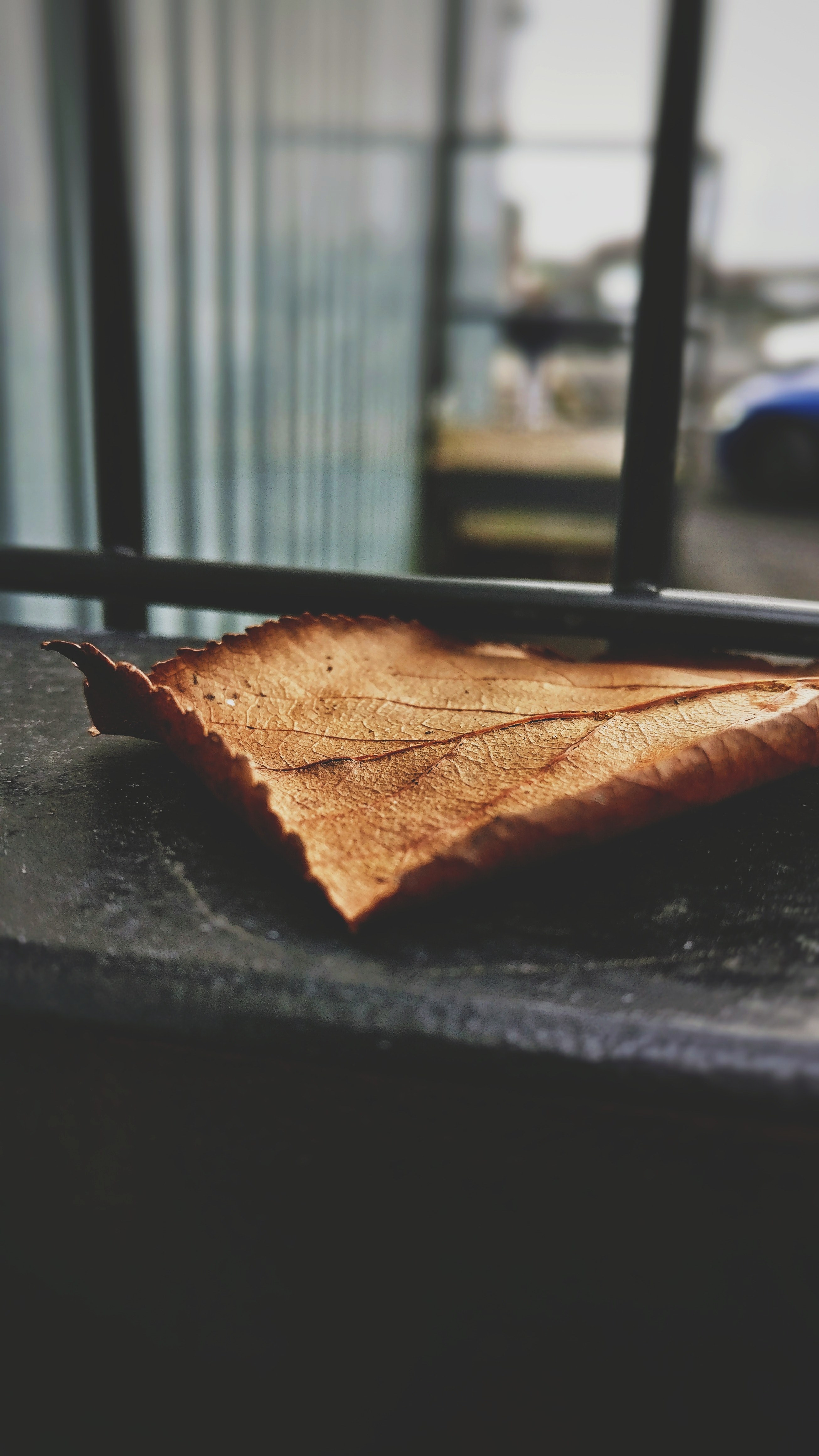 a large leaf sitting at the bottom of a window, _large leaf window 4k, Phone HD Wallpaper