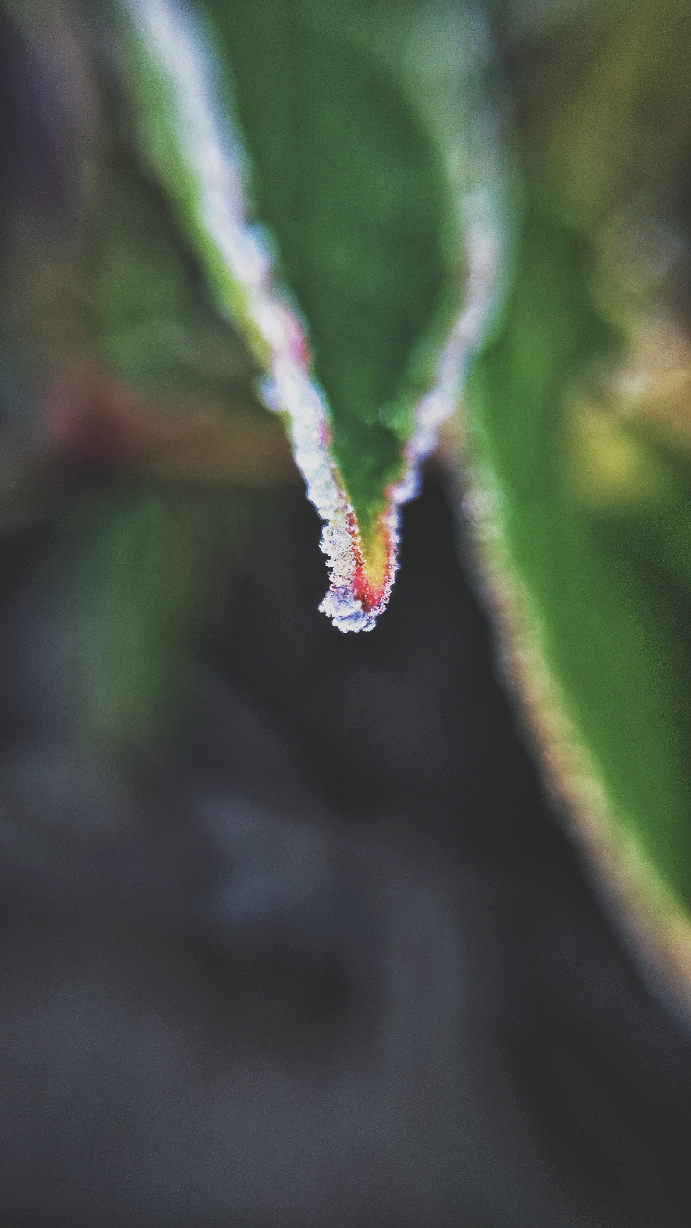 a wet leaf, _wet leaf 4k, Phone HD Wallpaper