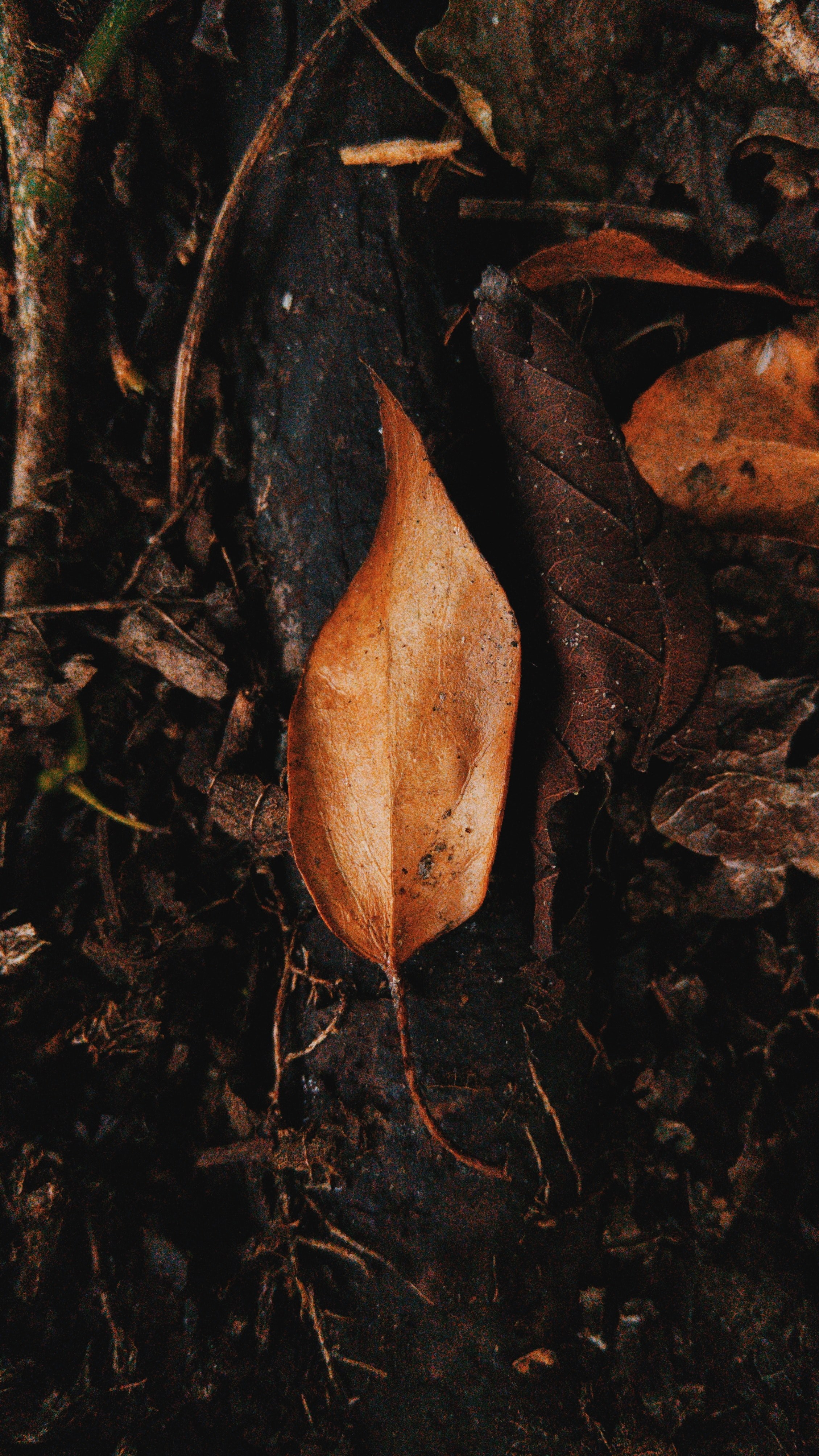 an orange leaf on the ground, _orange leaf ground 4k, Phone HD Wallpaper