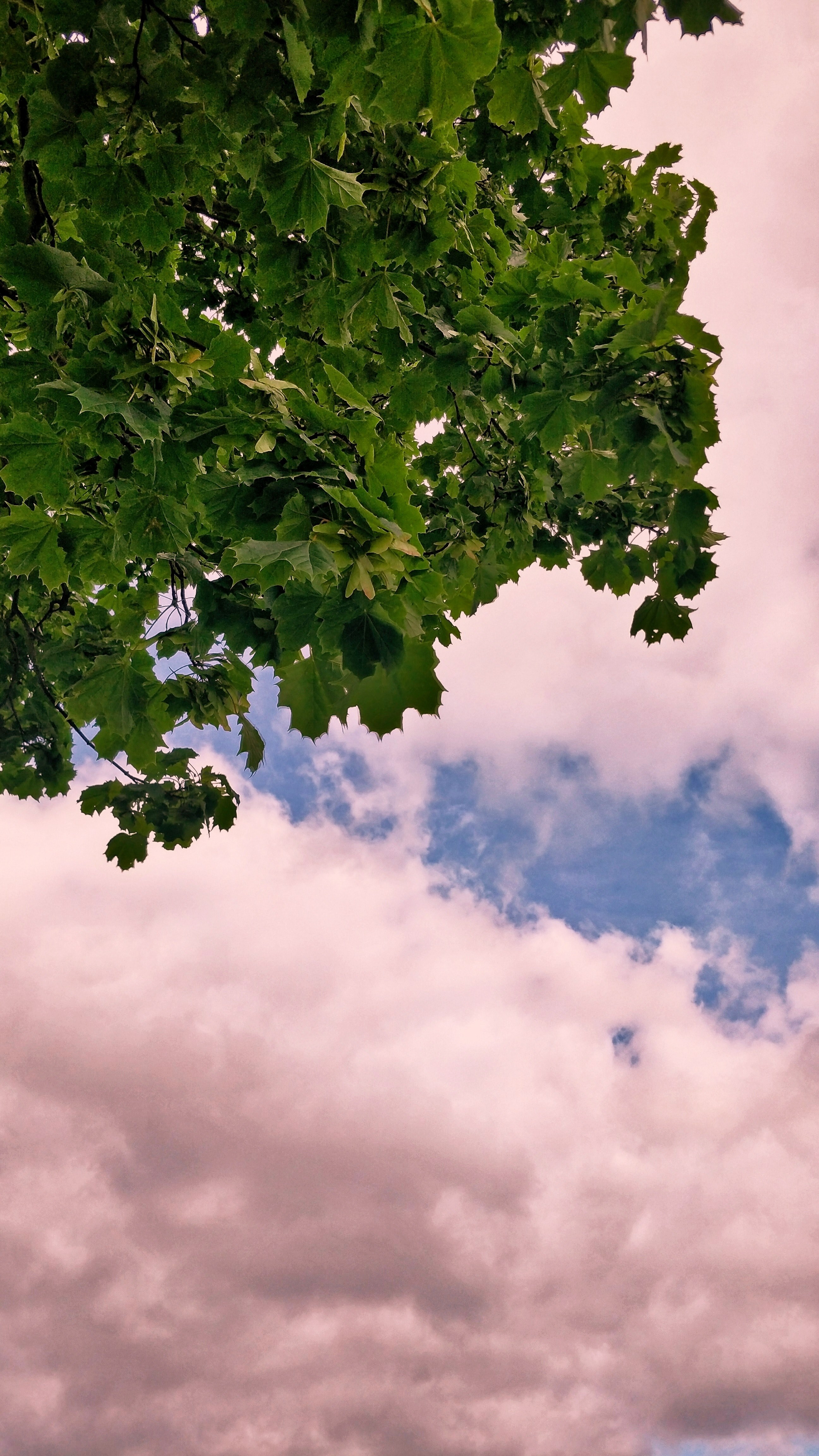a large tree under a cloudy sky, _large tree under clouds 4k, Phone HD Wallpaper
