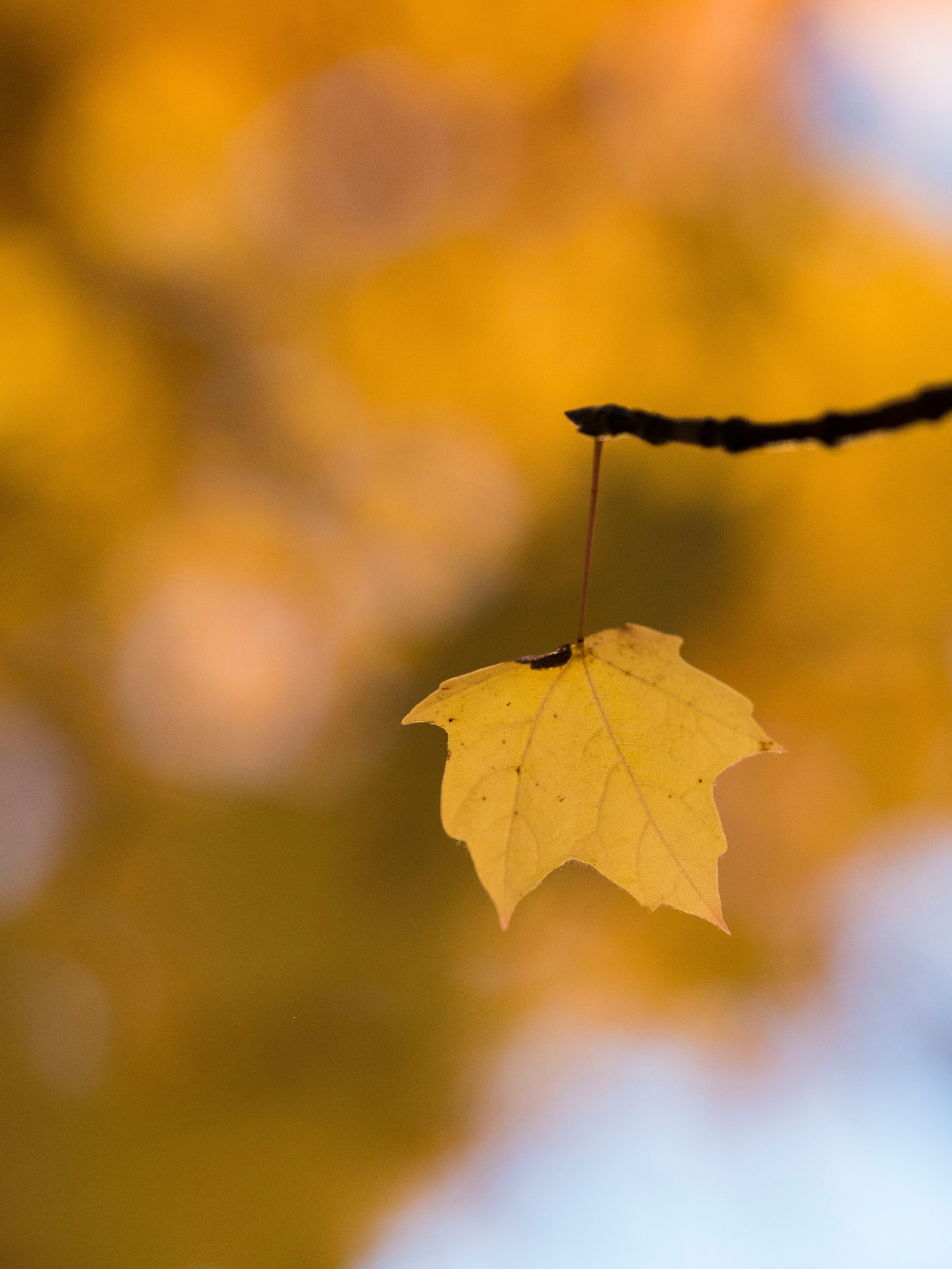 a sole orange leaf hanging from a tree branch, _leaf hanging branch 4k, Phone HD Wallpaper